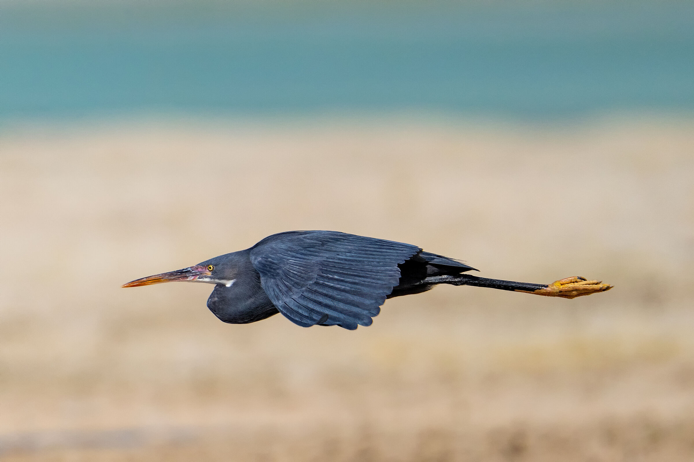 Western reef heron heron (Egretta gularis)