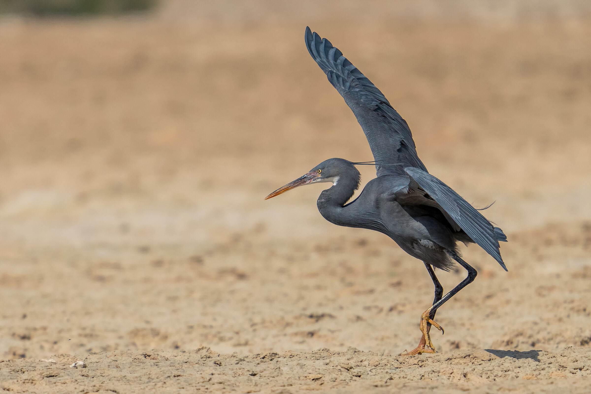 Western reef heron heron (Egretta gularis)