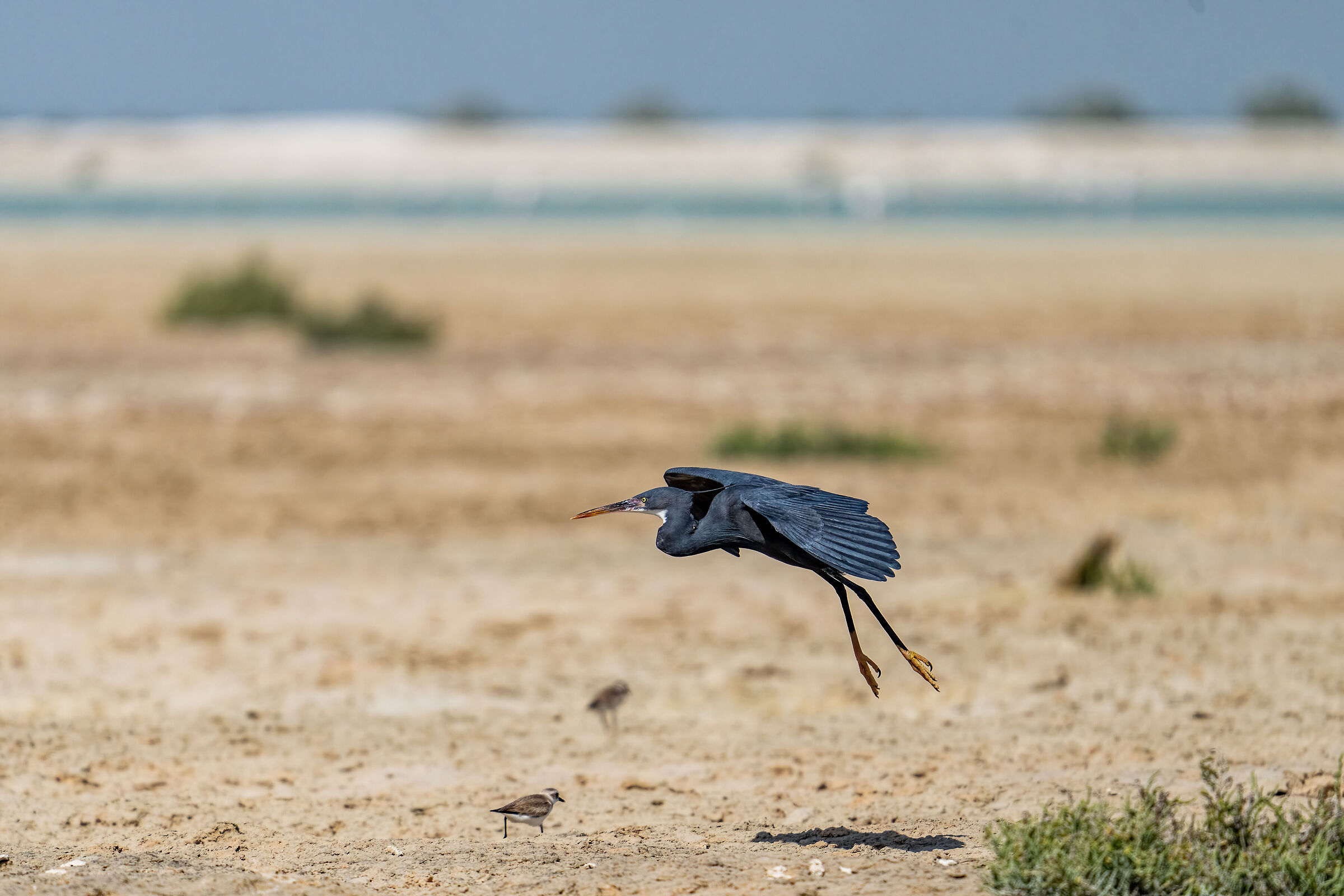 Western reef heron heron (Egretta gularis)