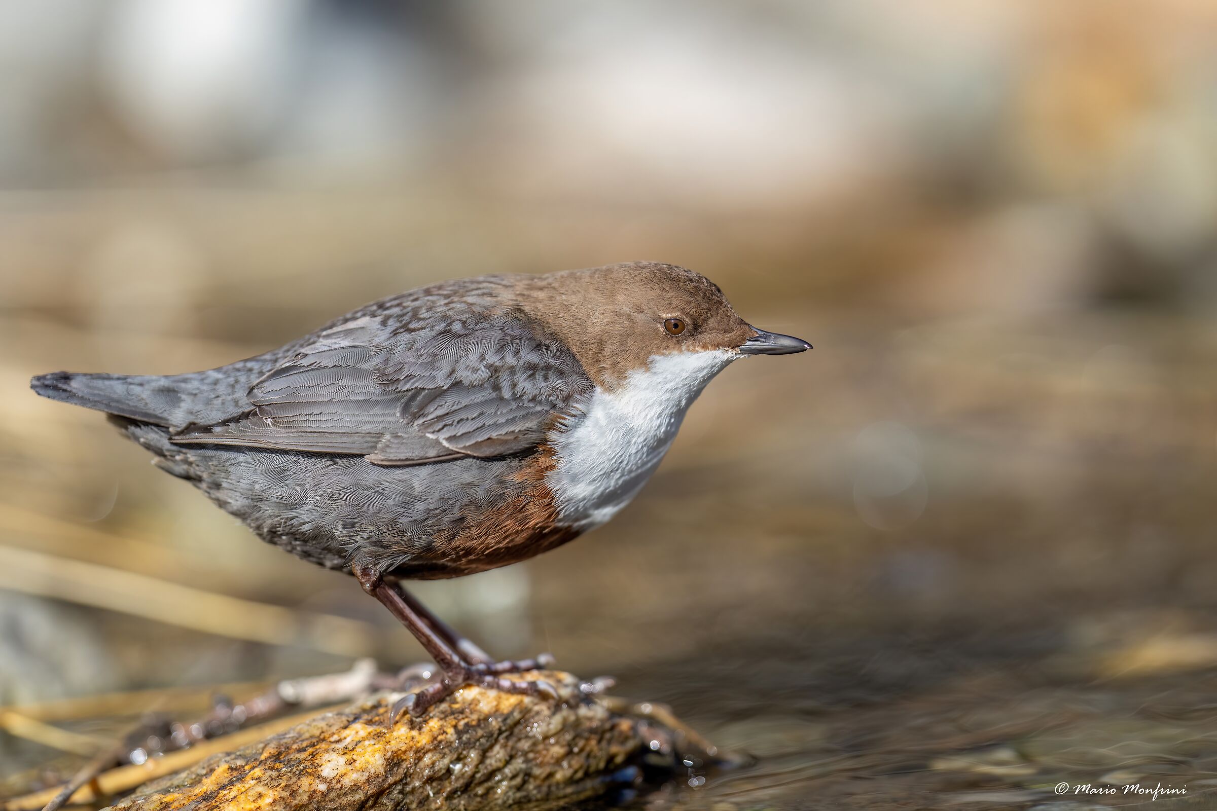 the guardian of the stream!