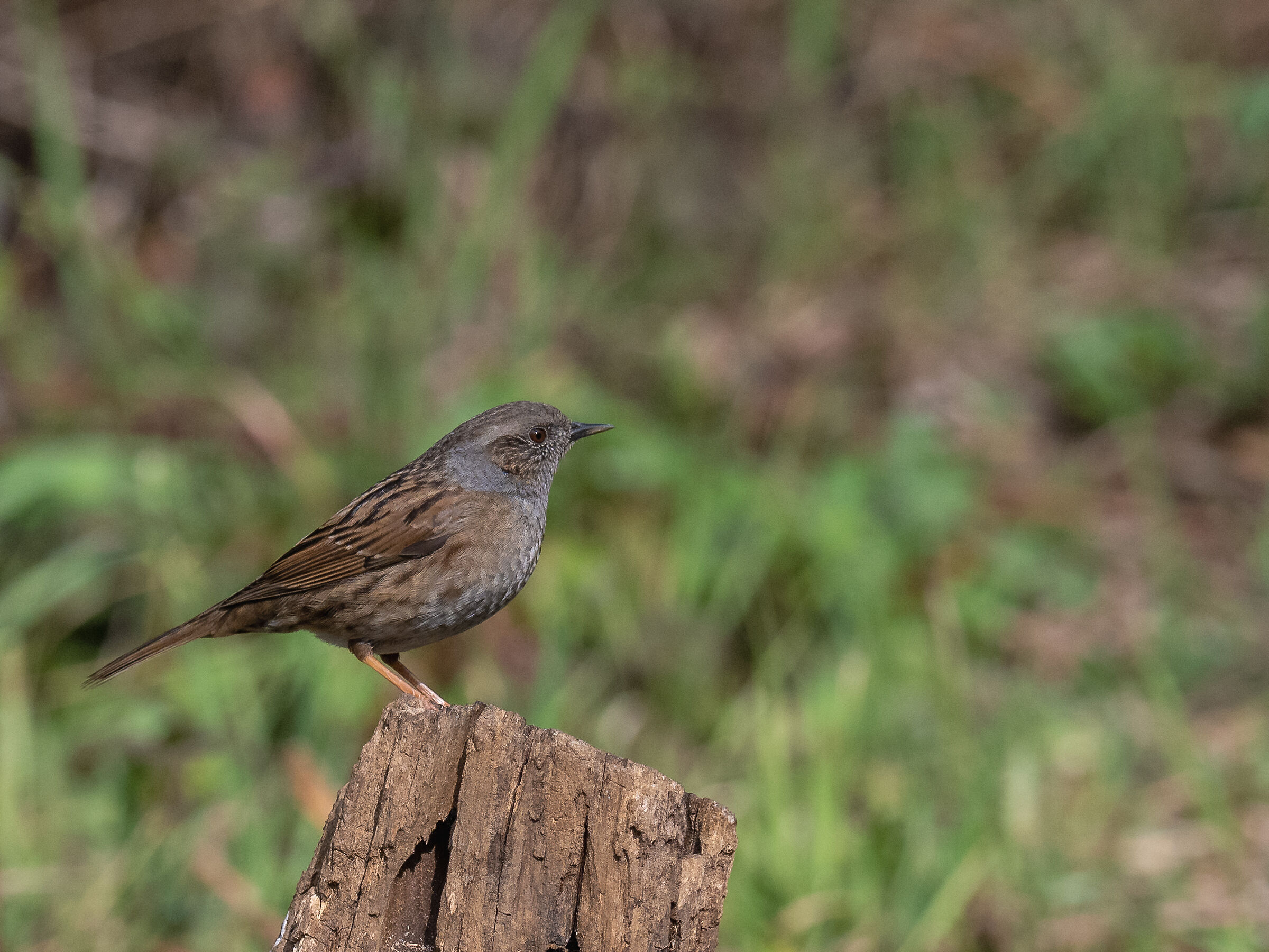 Passera Scopaiola