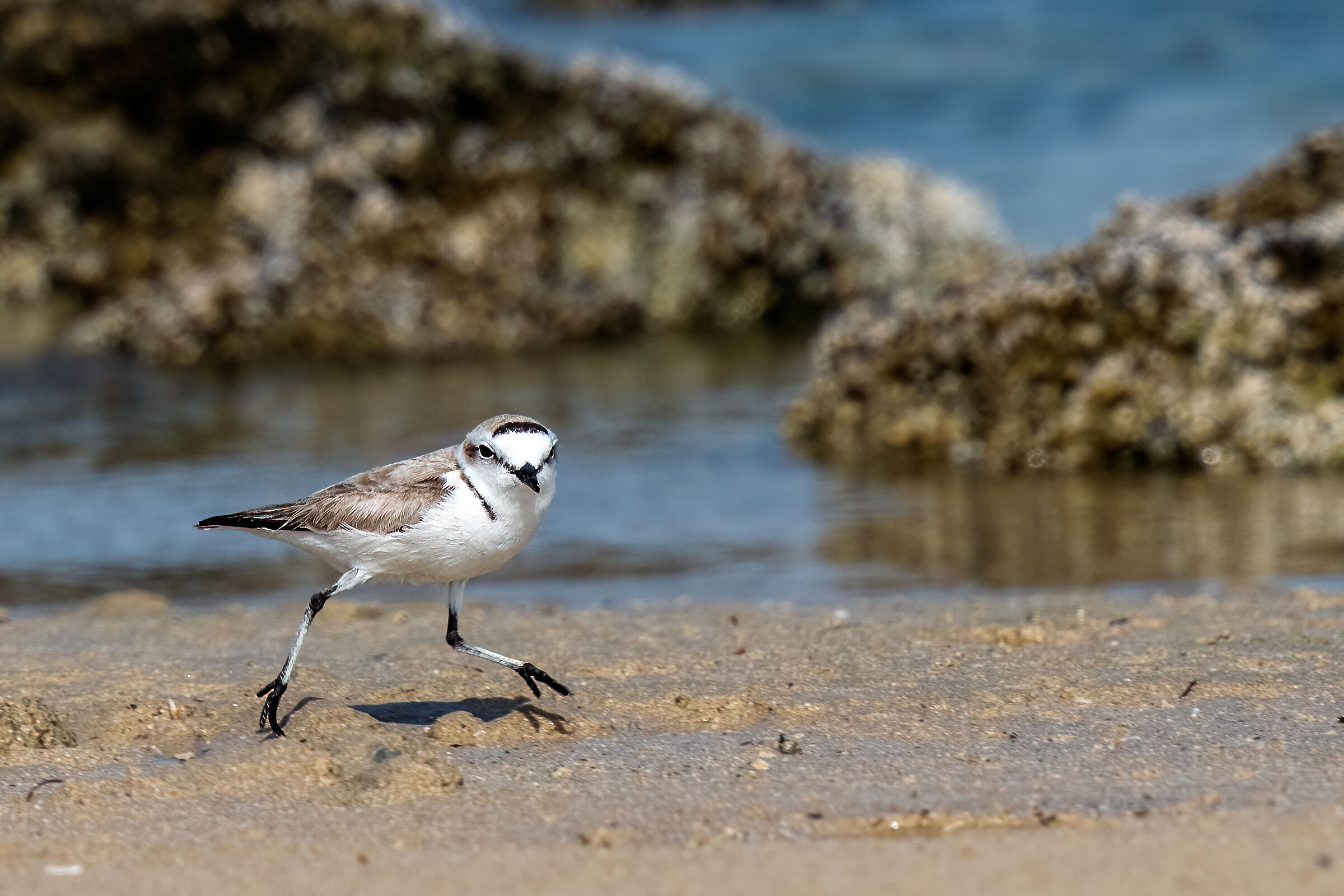 Kentish Plover (Charadrius alexandrinus)