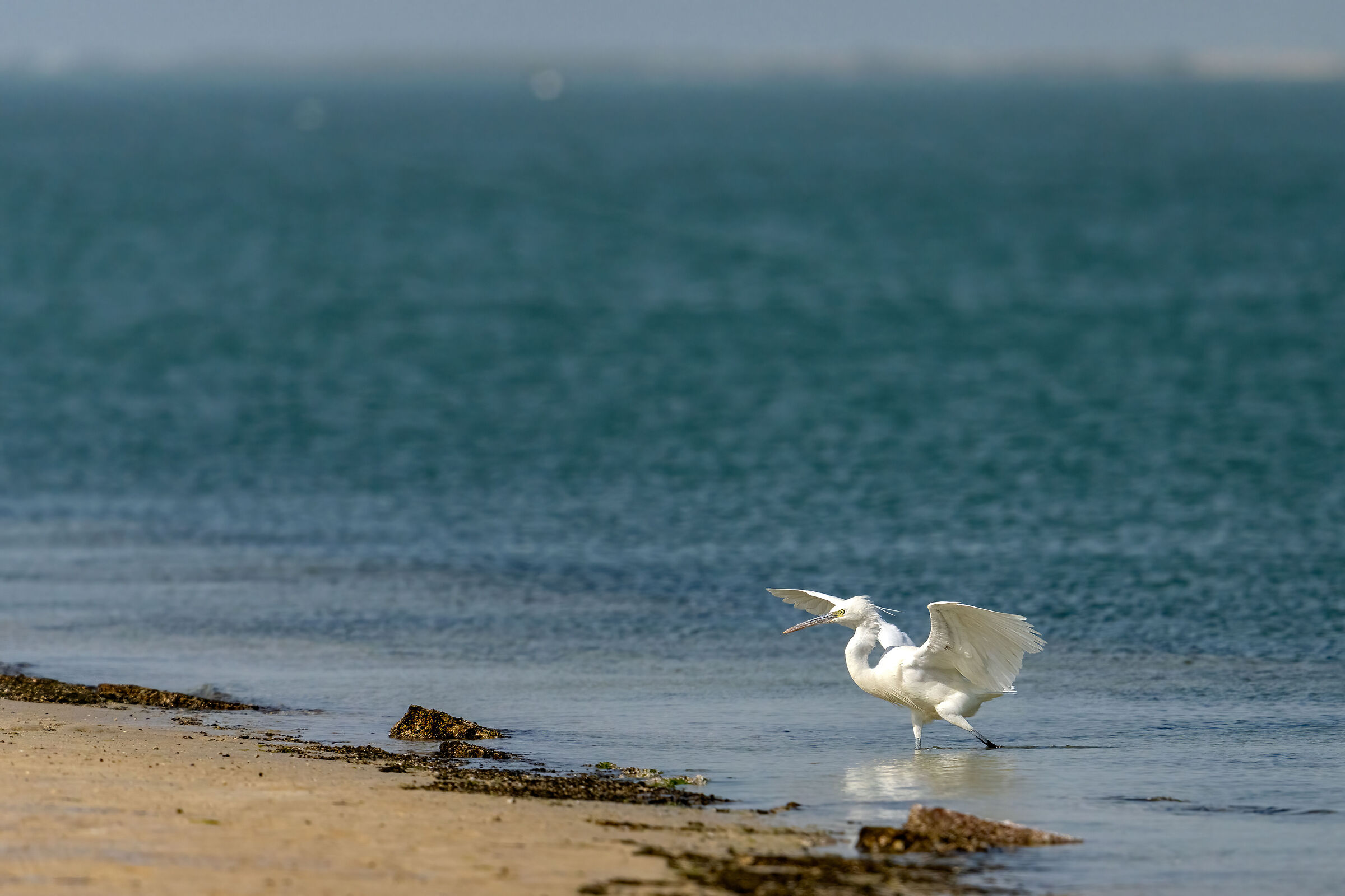 egret (Egretta garzetta)