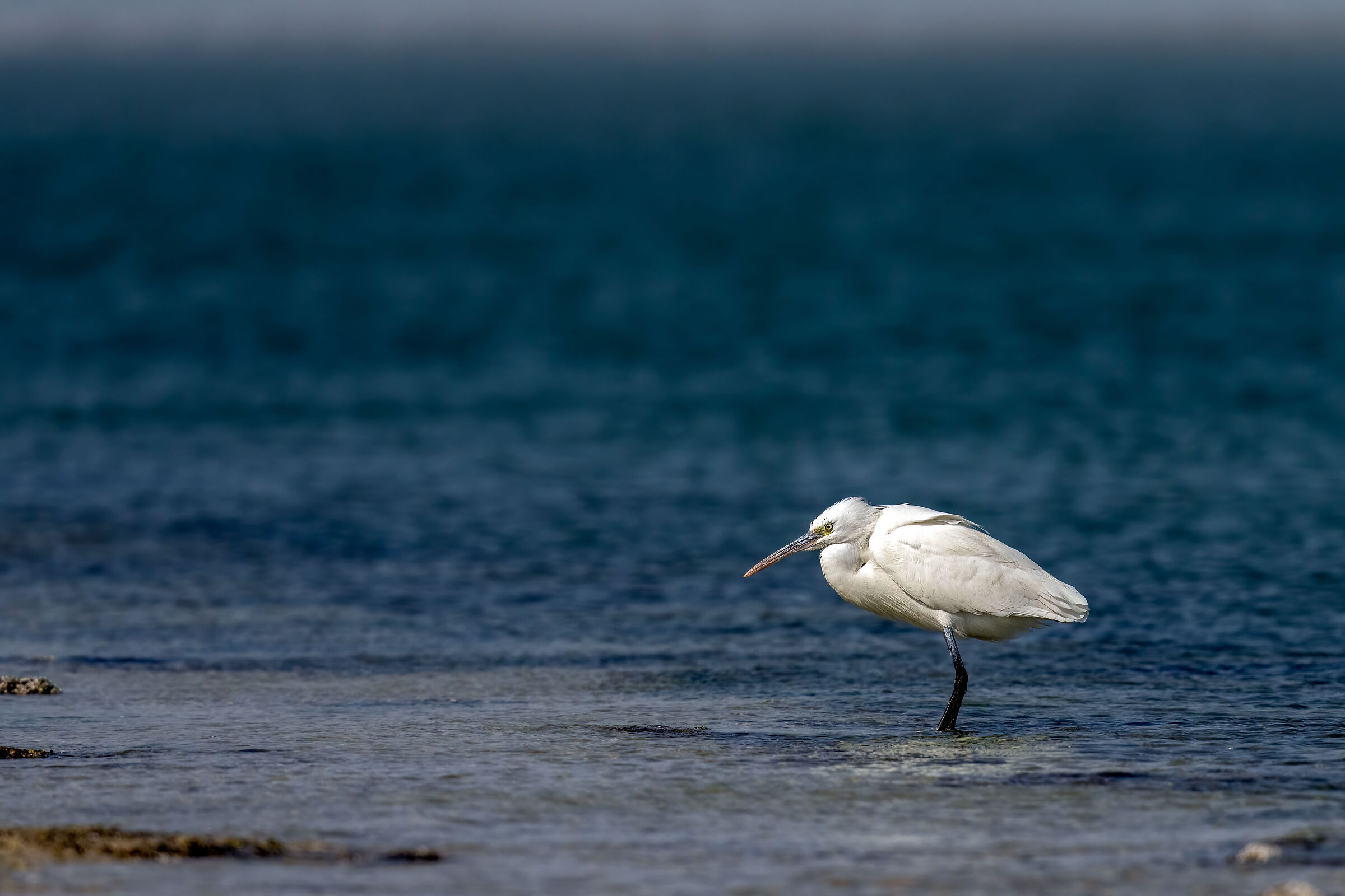 garzetta (Egretta garzetta)