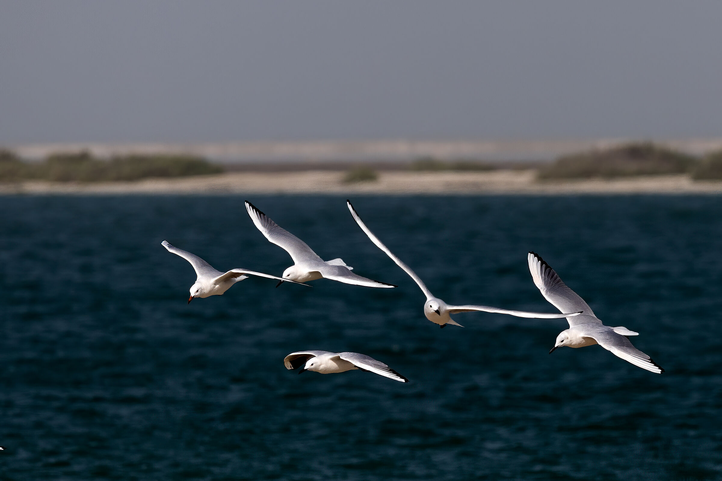 Piccolo stormo di gabbiani