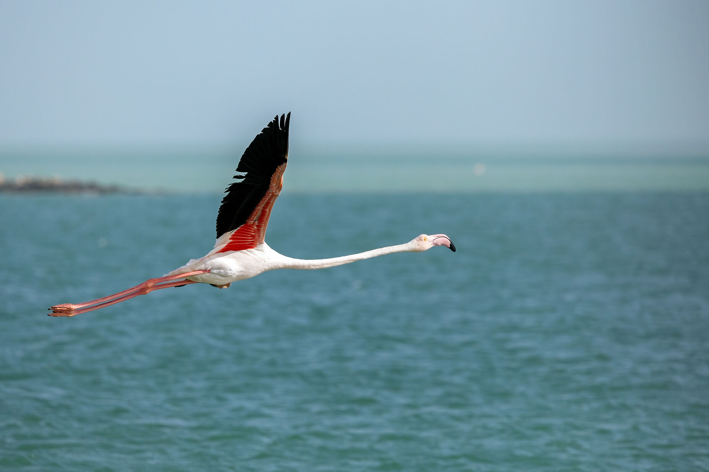 Phoenicopterus roseus (Greater Flamingo)