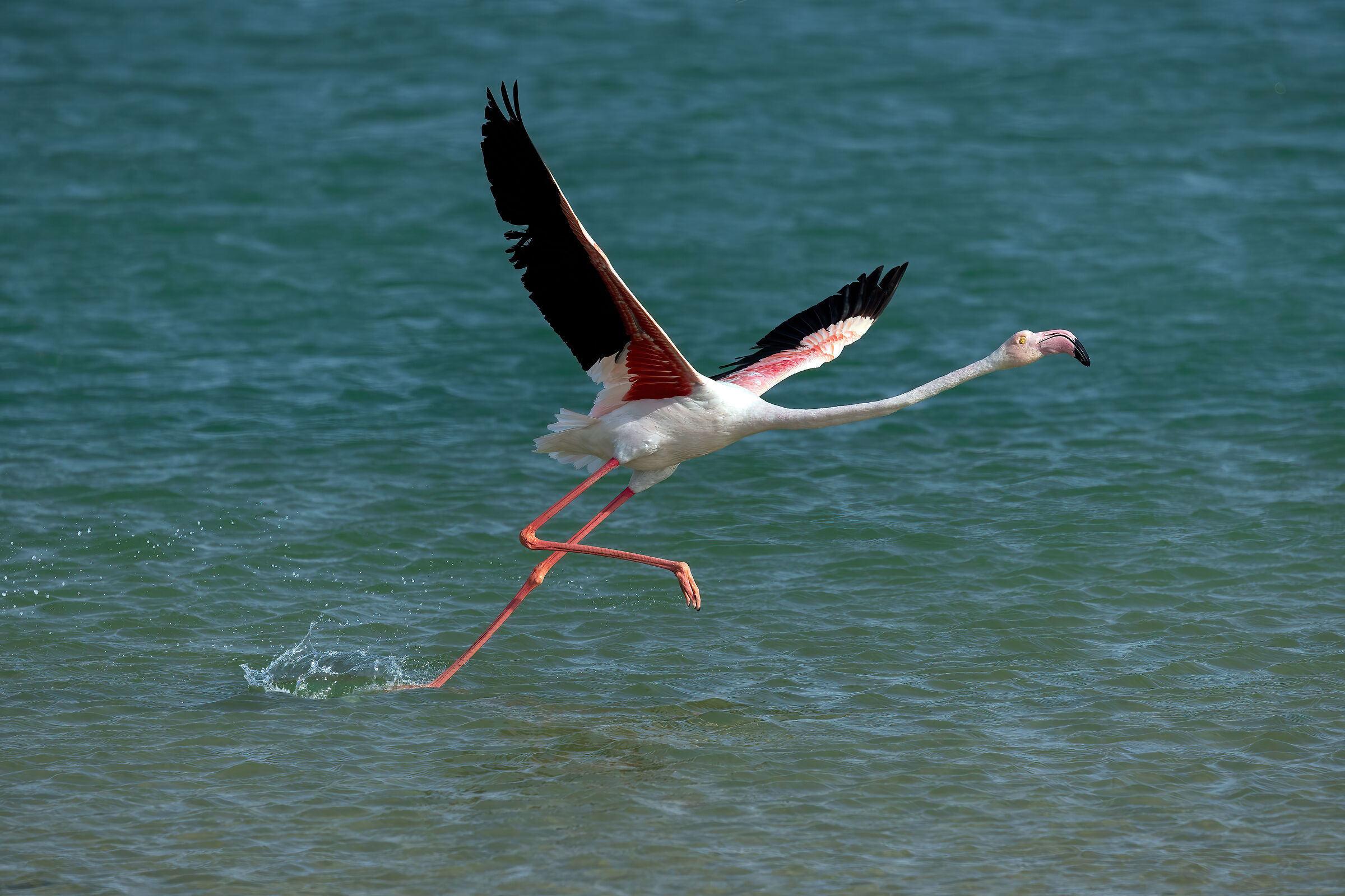 Phoenicopterus roseus (Greater Flamingo)