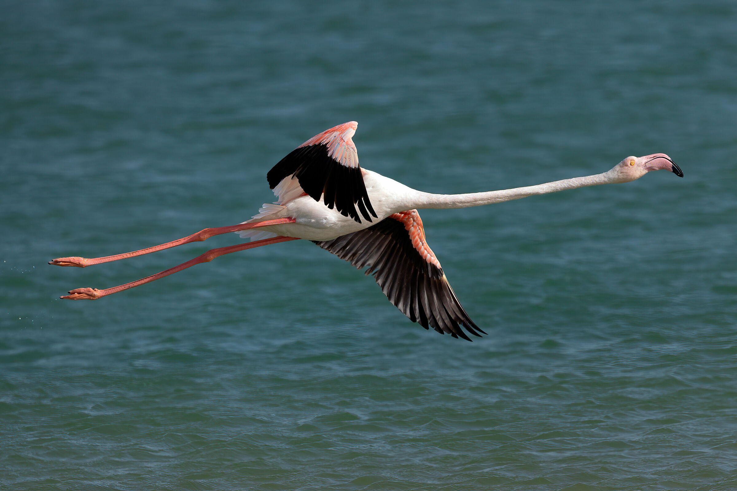 Phoenicopterus roseus