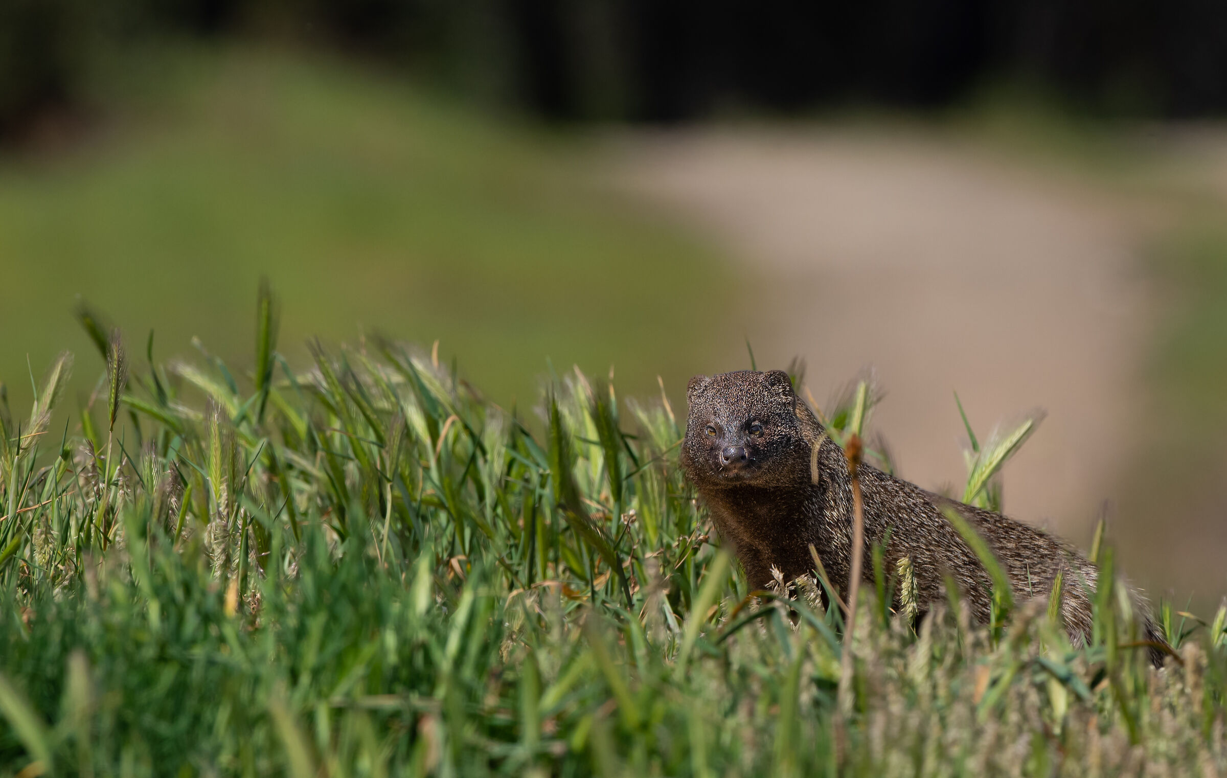 Mongoose