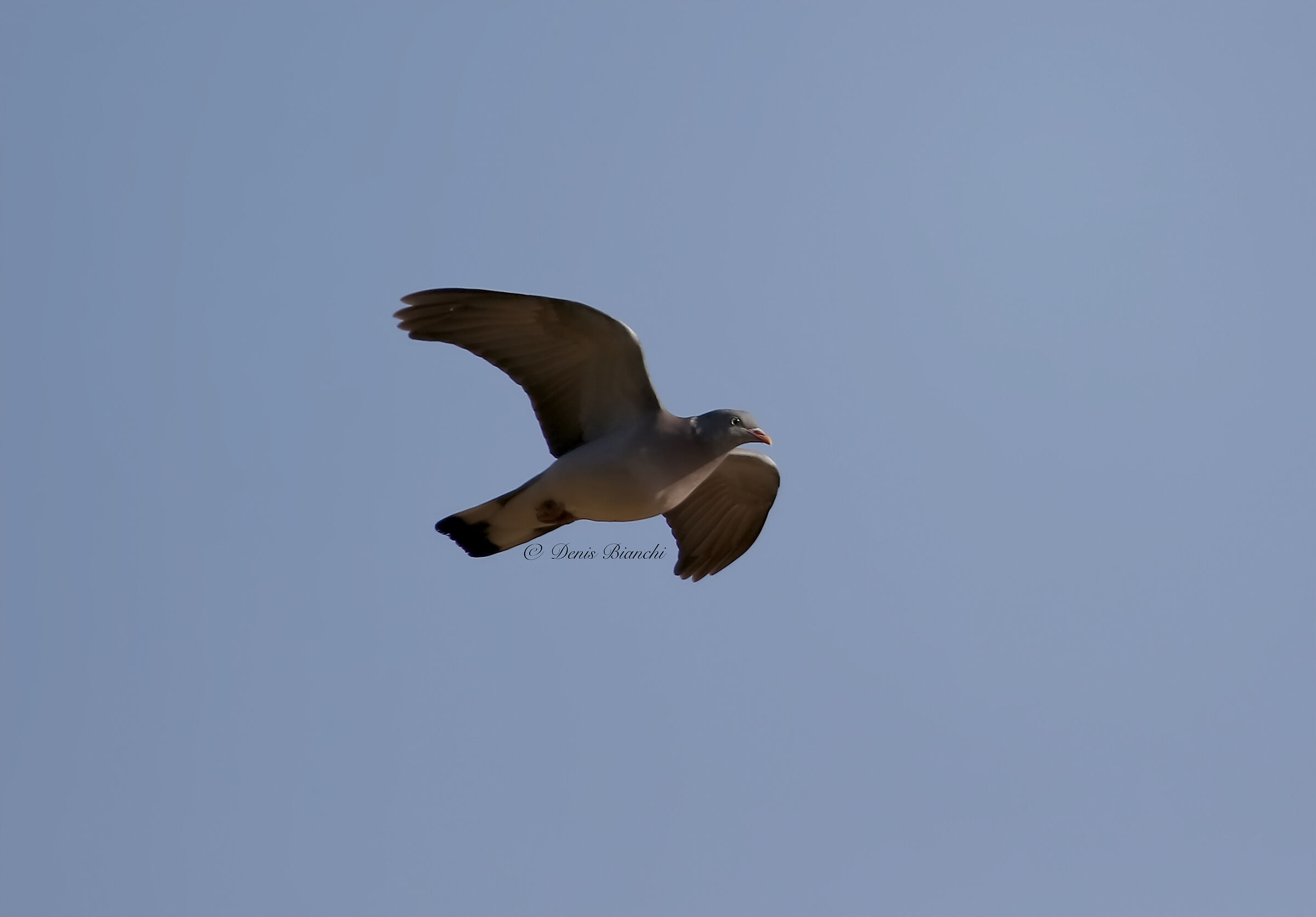 wood pigeon on the fly