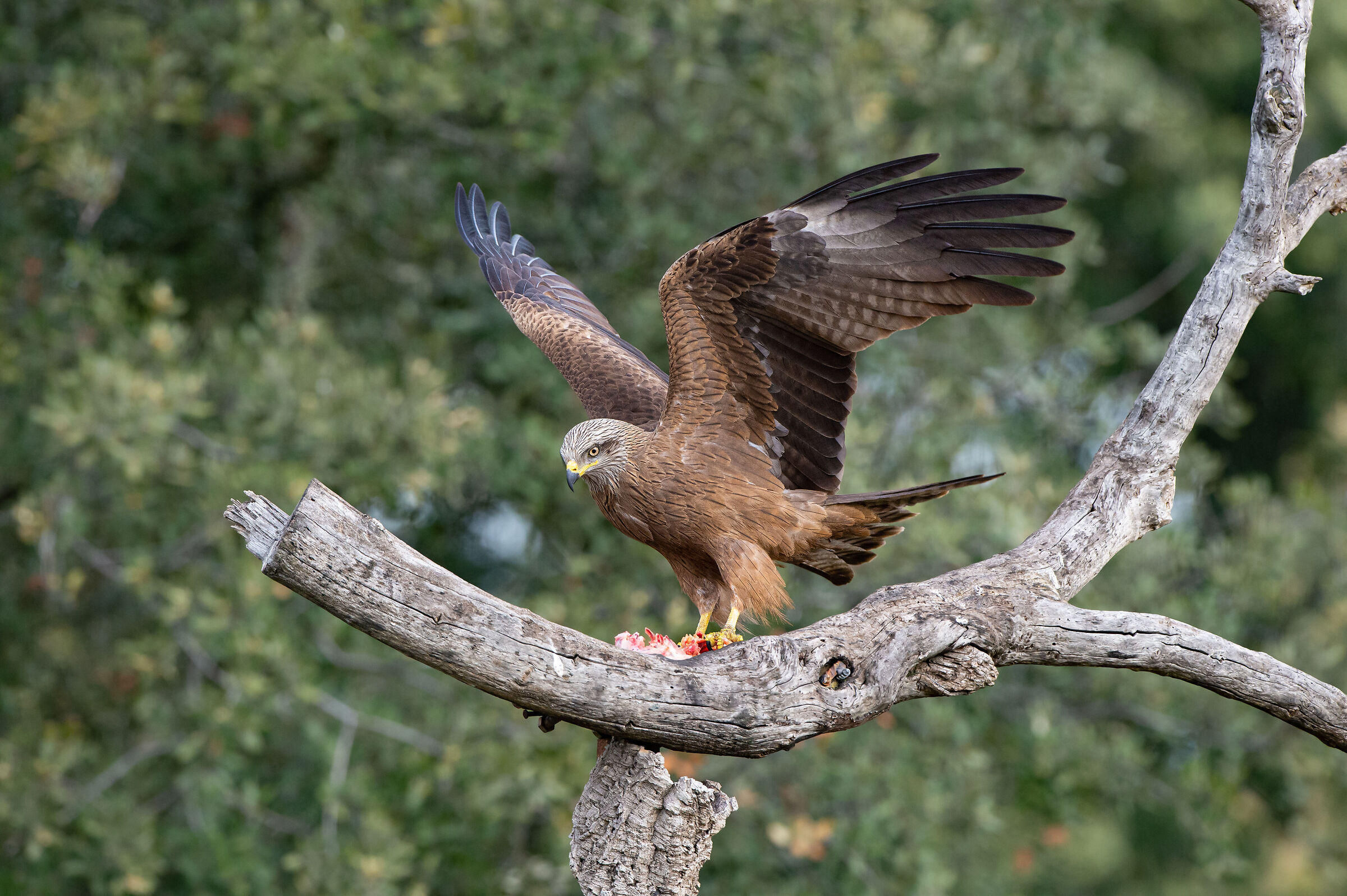 Black kite