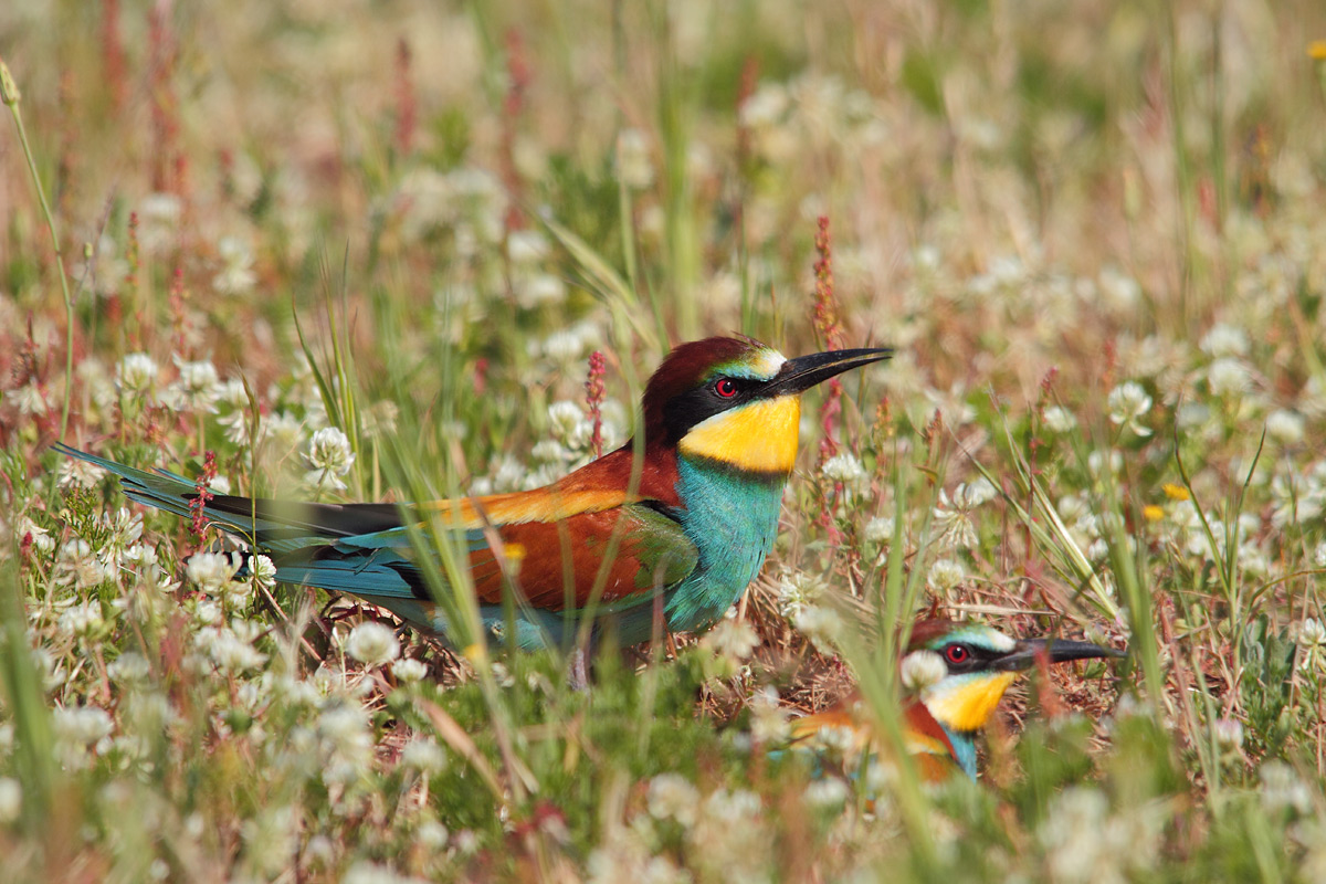 Excavation of the nest