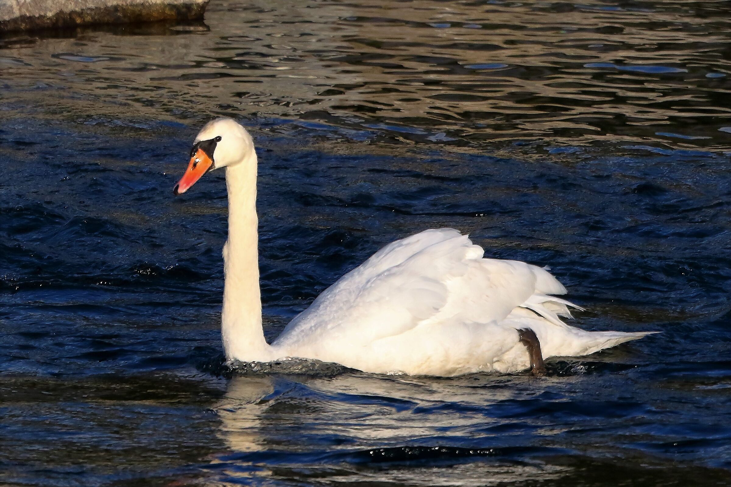 Cigno R 11 dicembre 2022