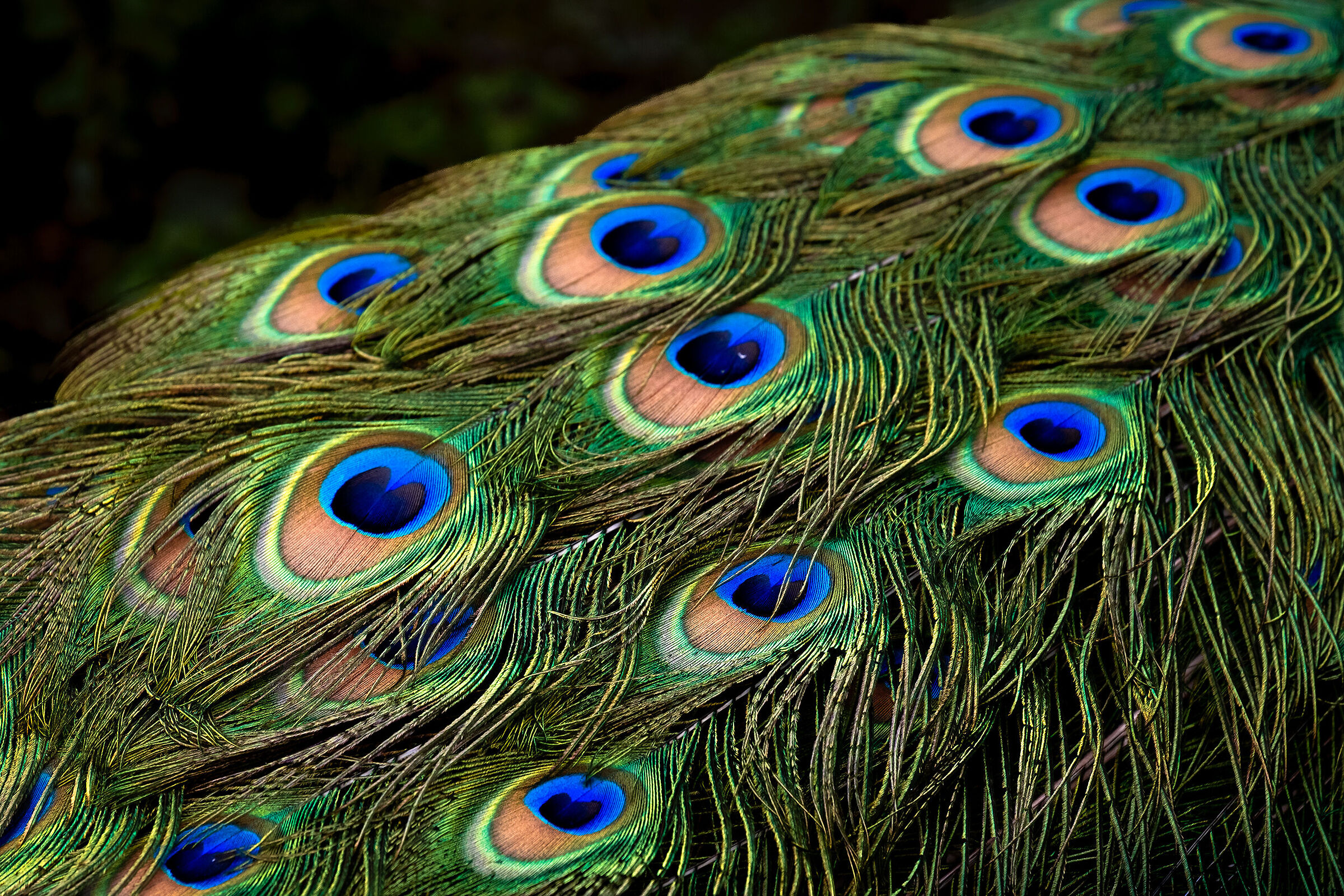 When the peacock does NOT make the wheel!
