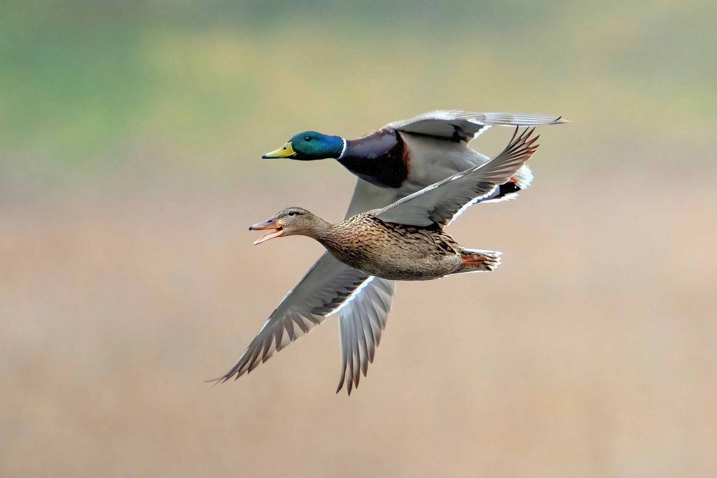 Mallards (Anas platyrhynchos)