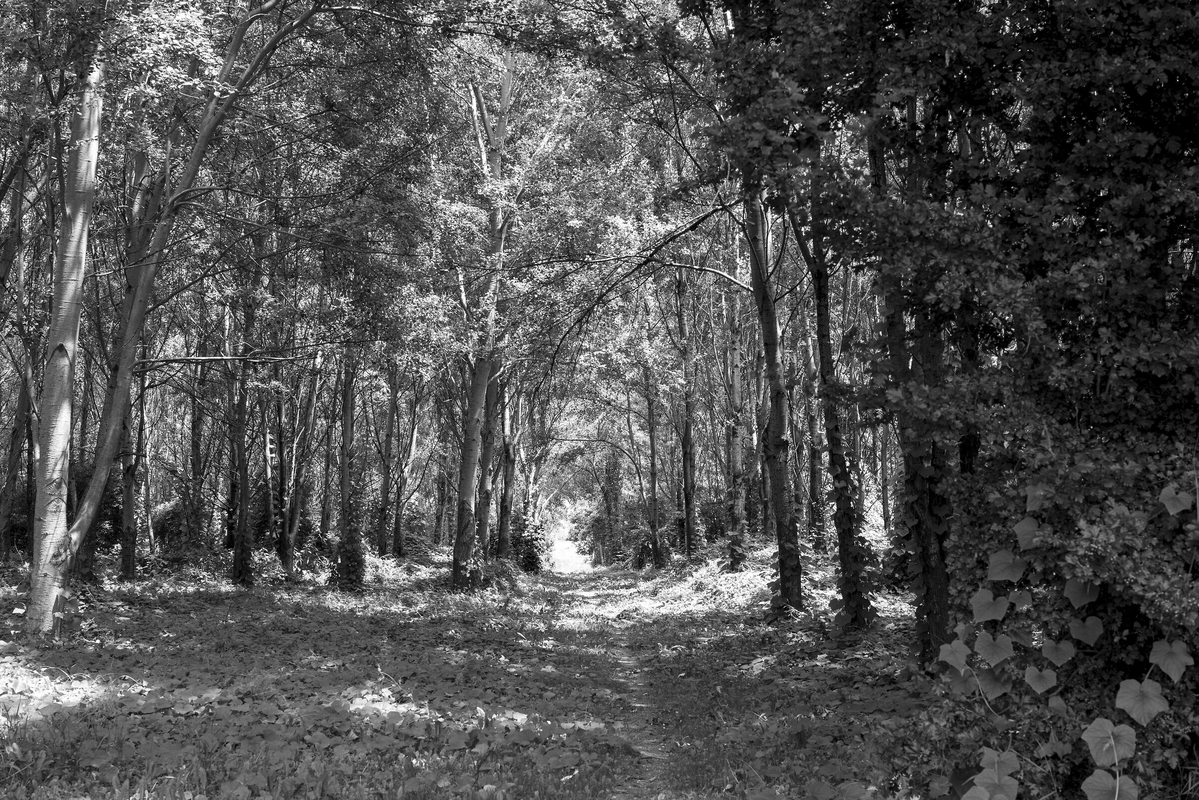 Walking along the Po