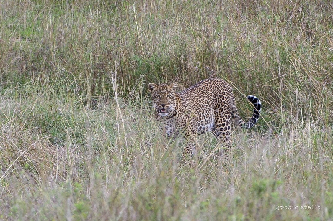 leopard female