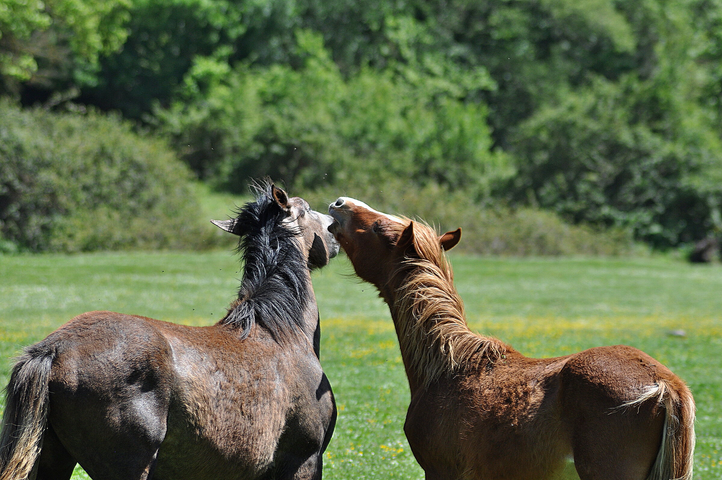 horses