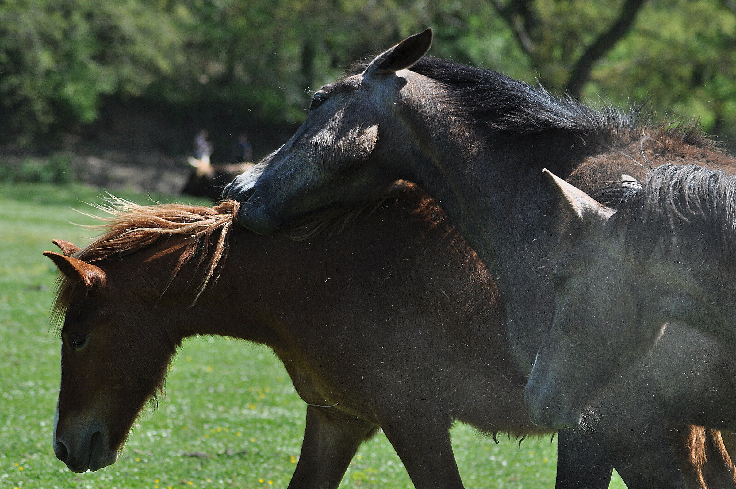 horses