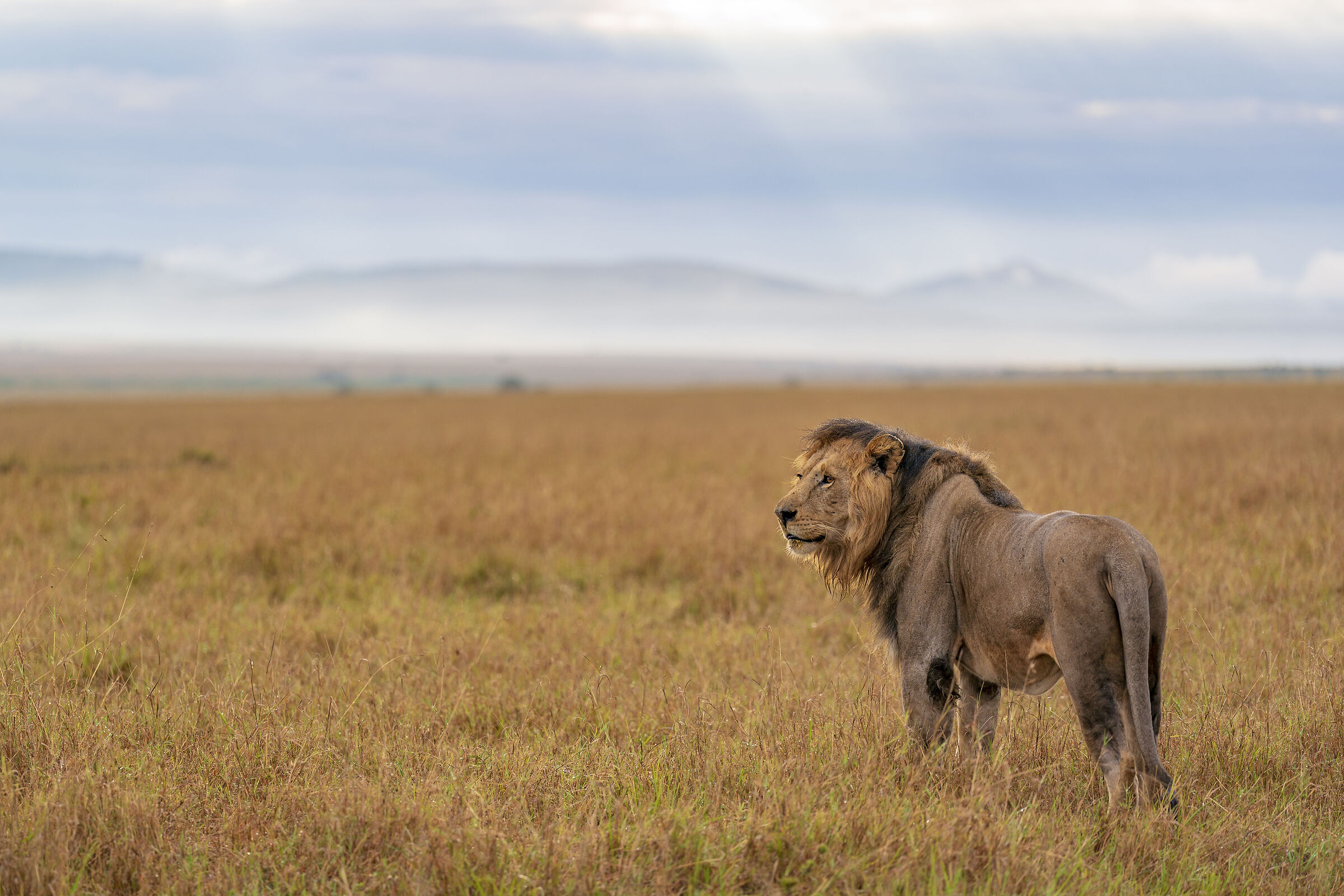 The King of the Maasai Mara