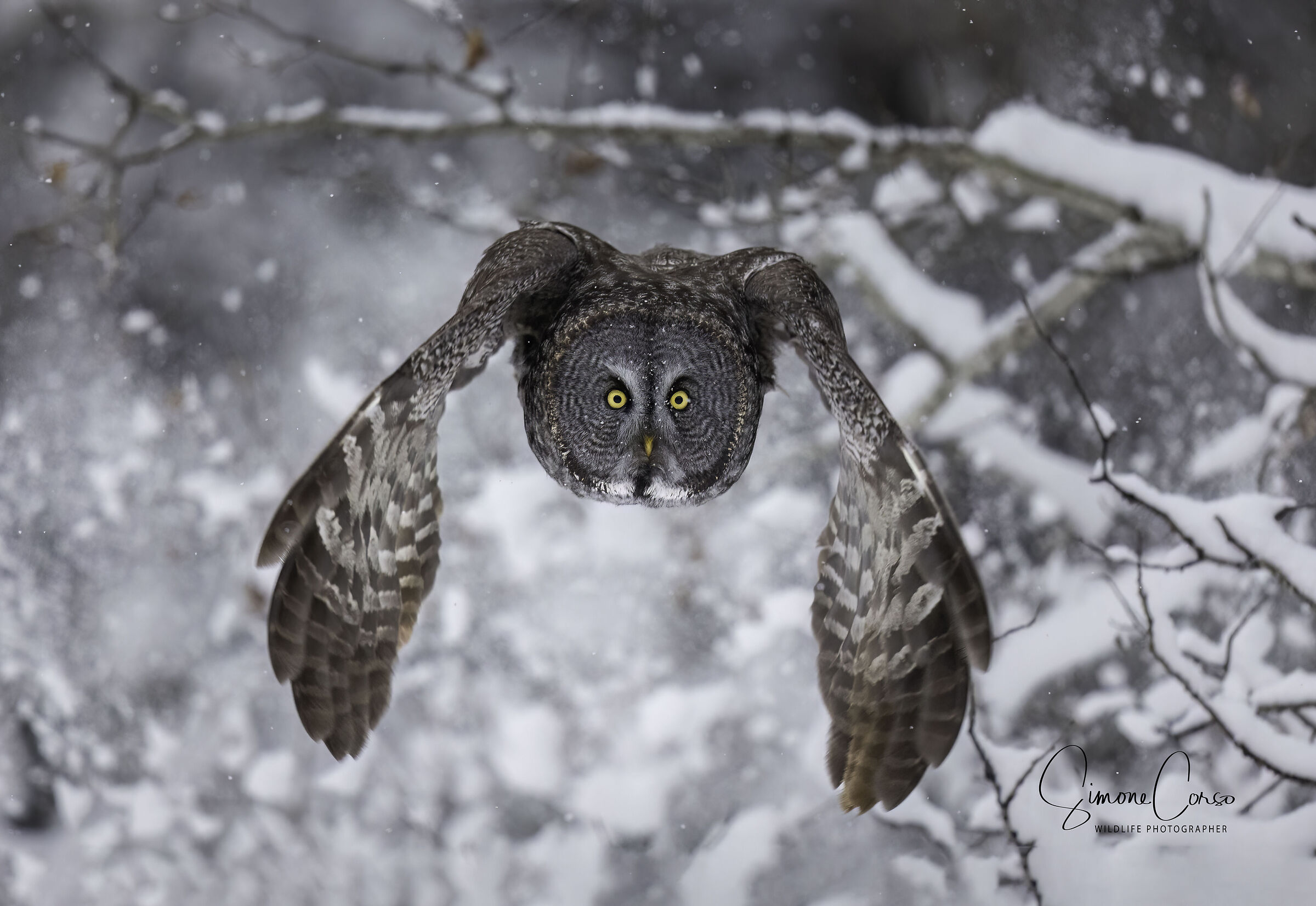 Strix Nebula - Tawny Owl