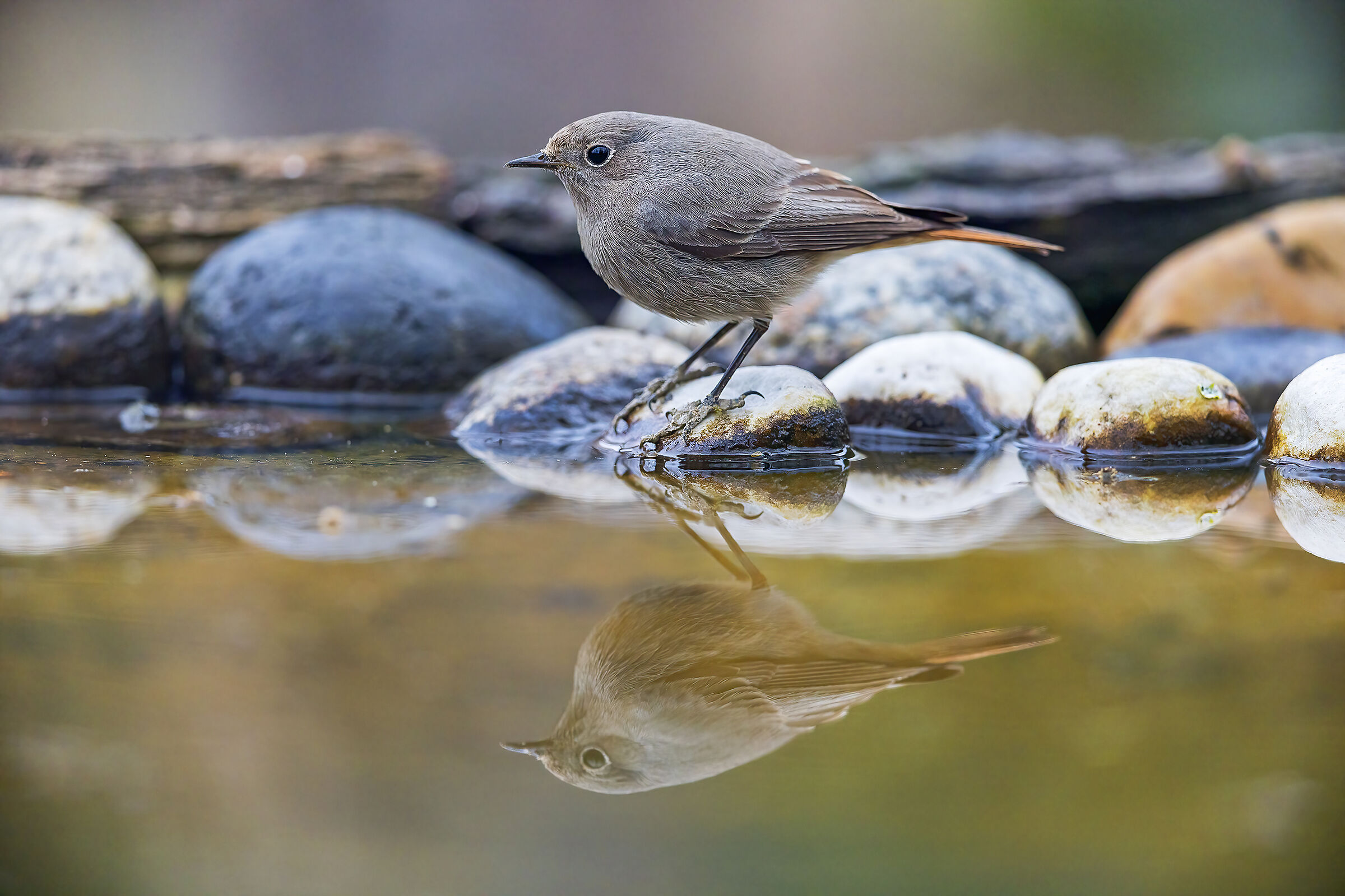 Codirosso spazzacamino