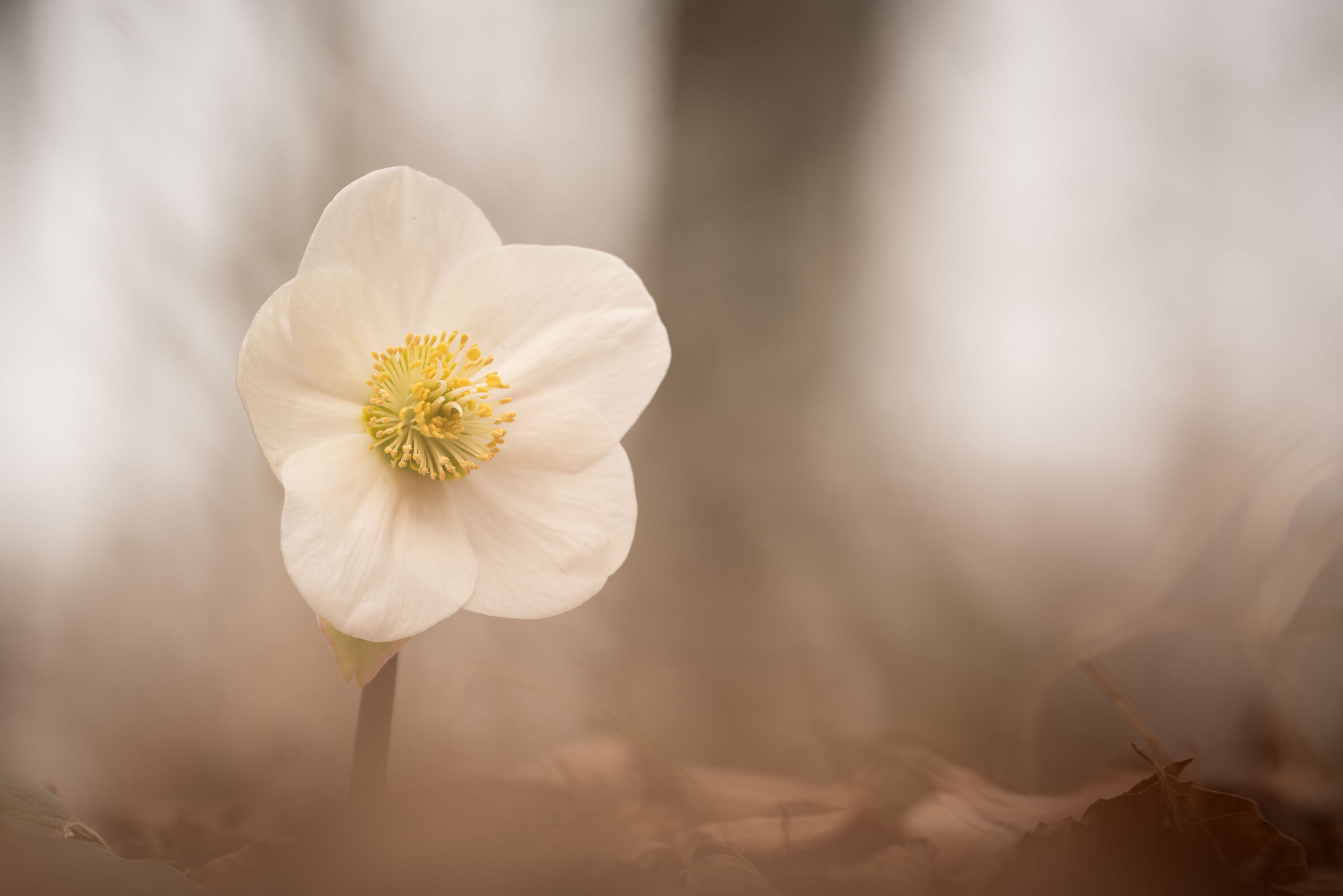 Hellebore 1