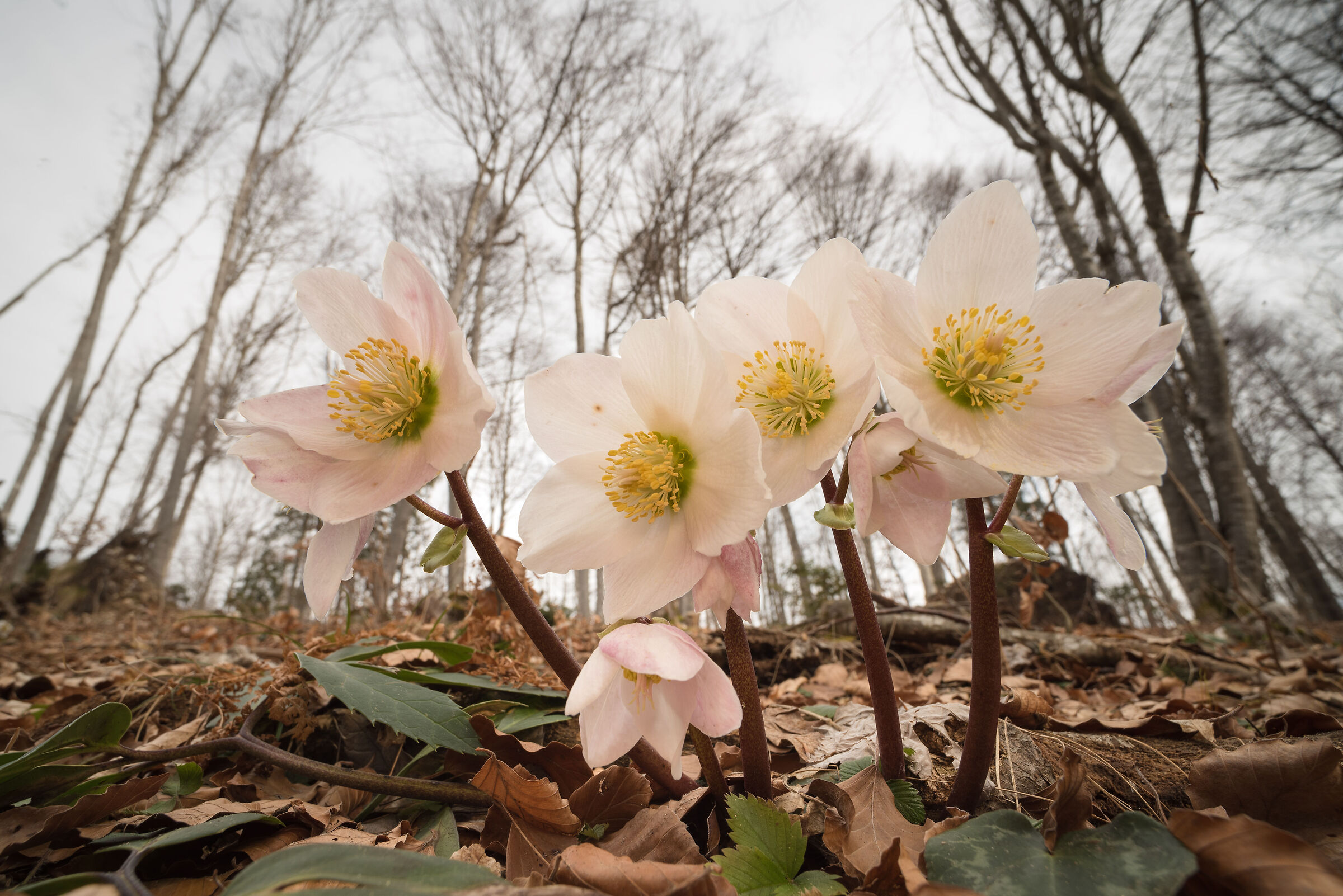 Hellebore family