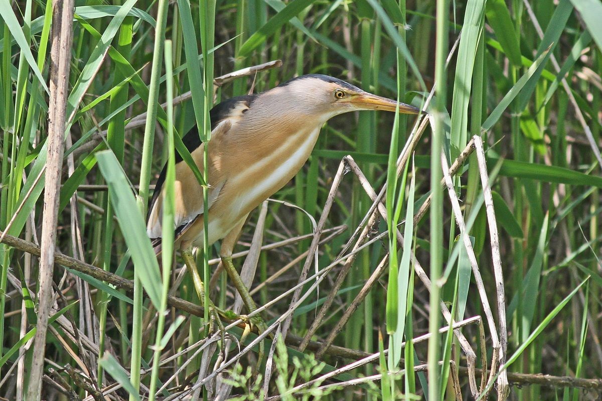 Bittern