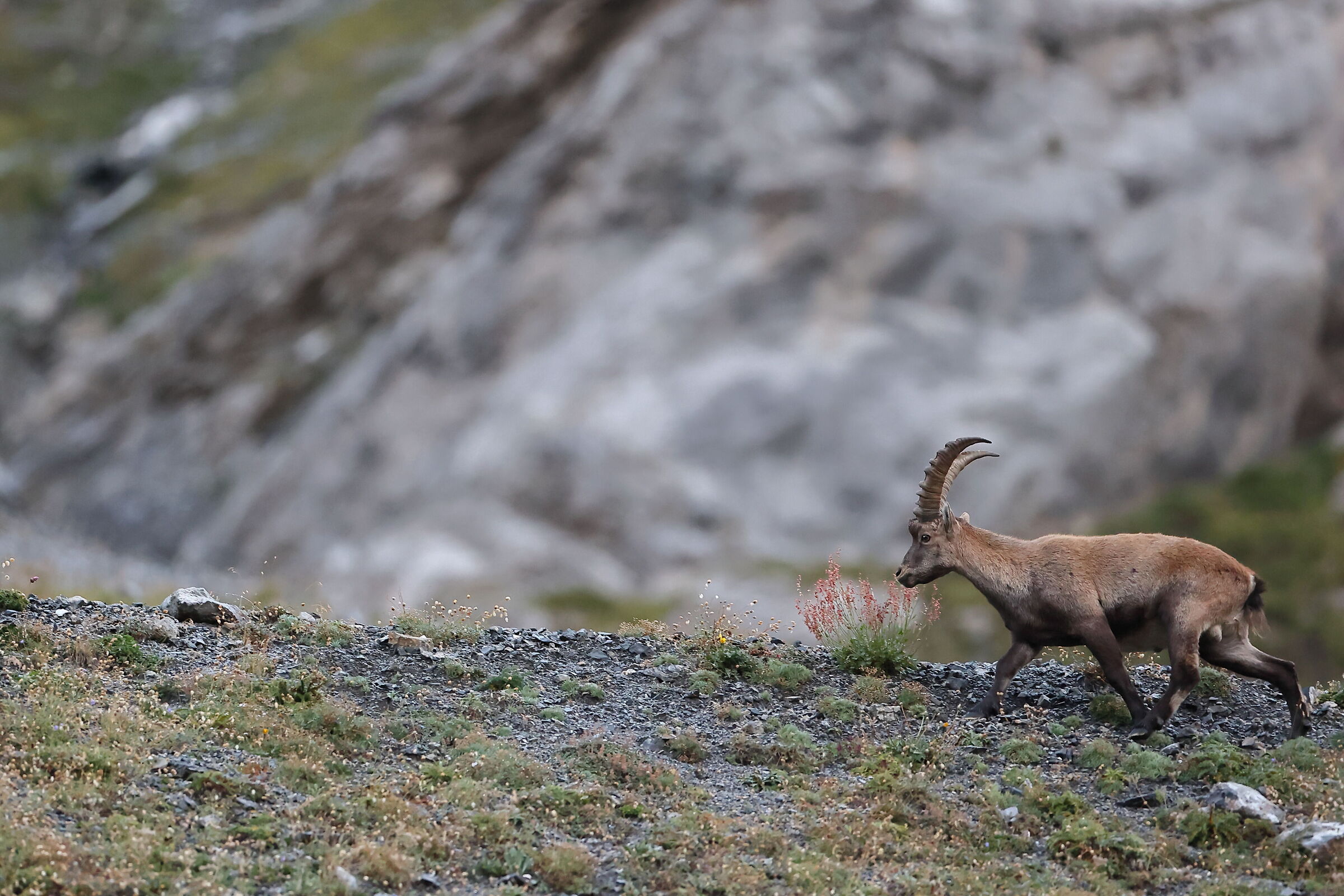 Ibex