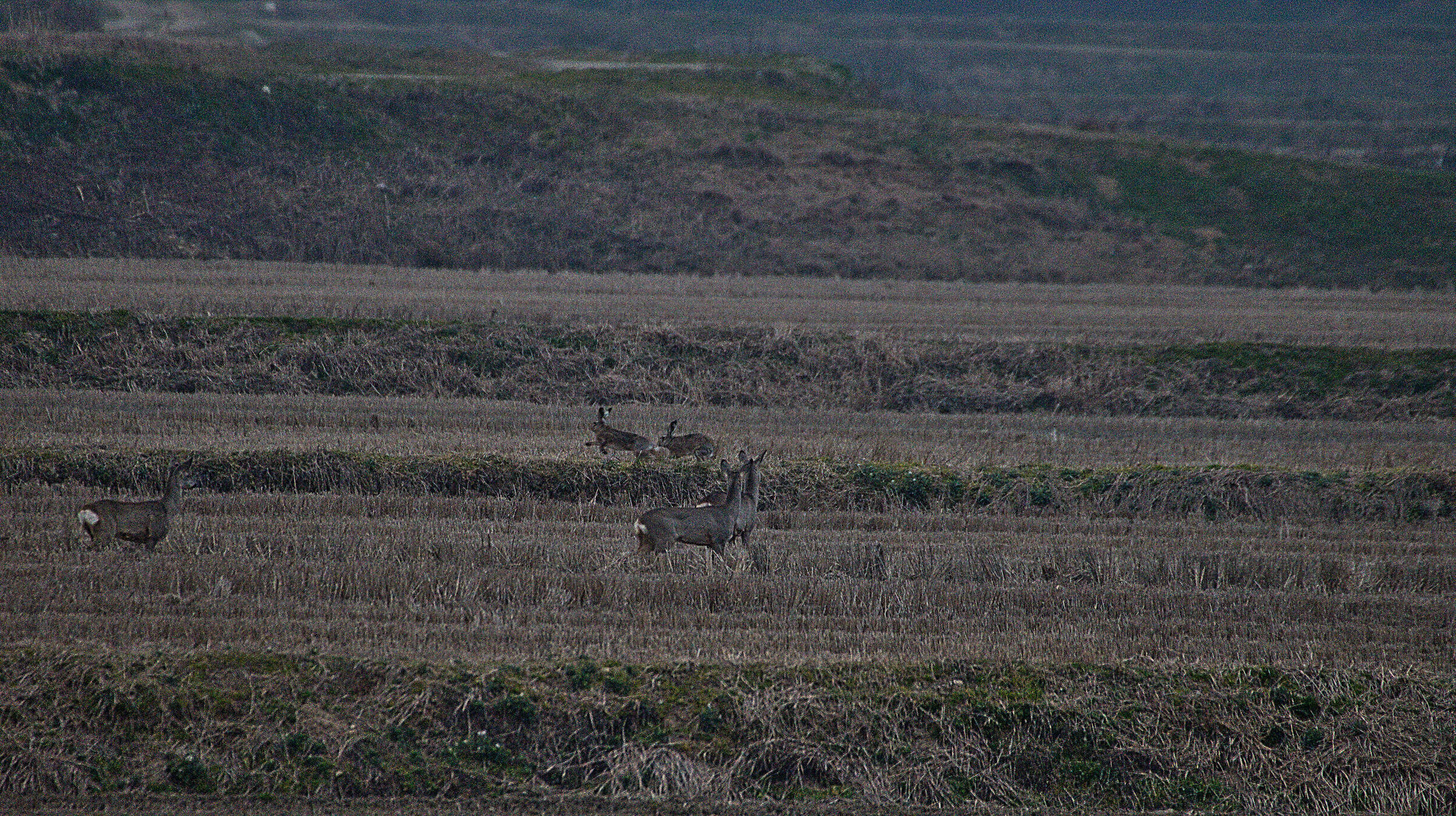 Roe deer and hares