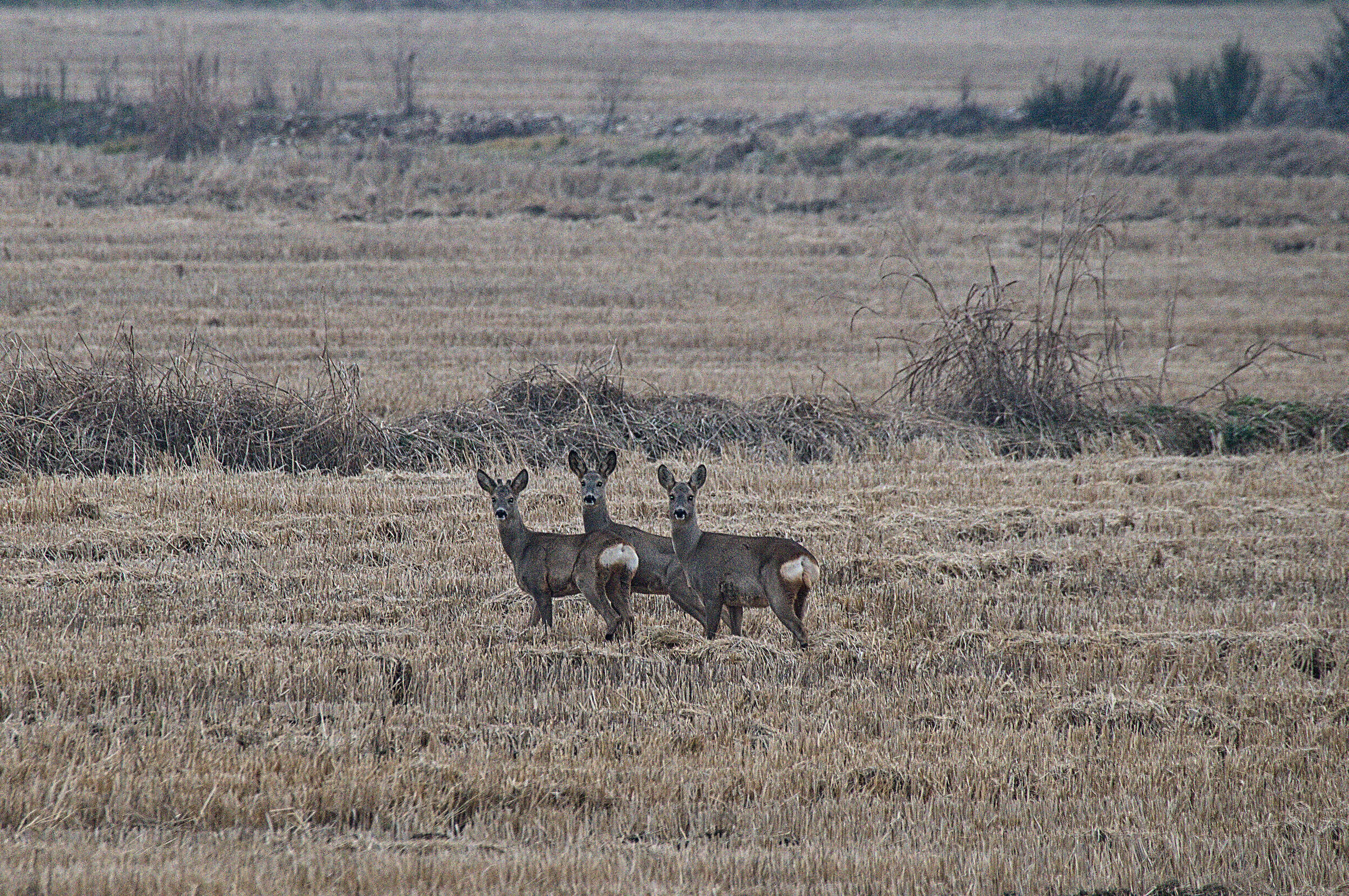 Roe deer