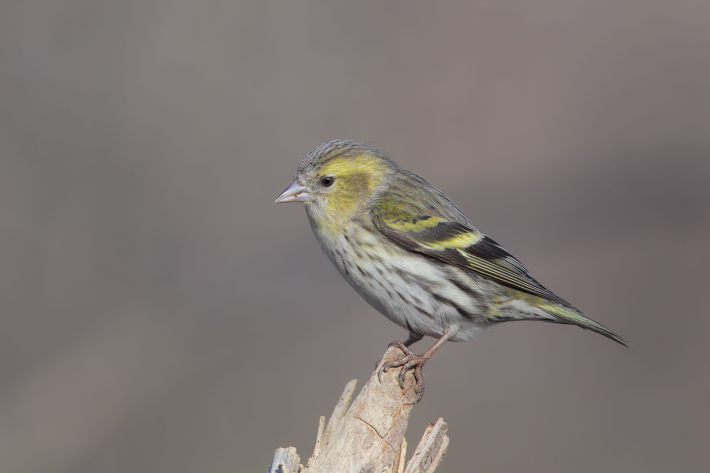 scatto ri repertorio2