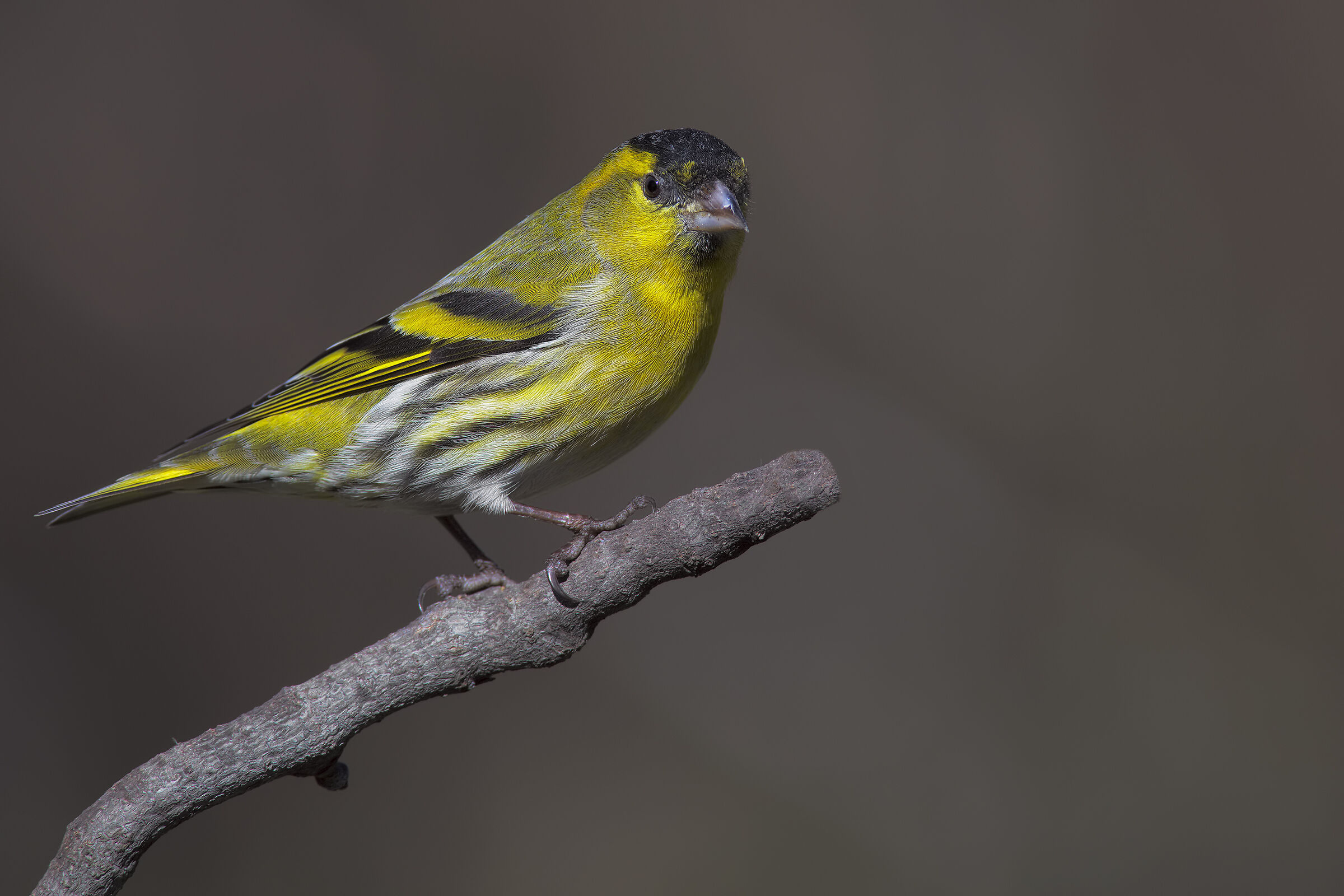 scatto ri repertorio6