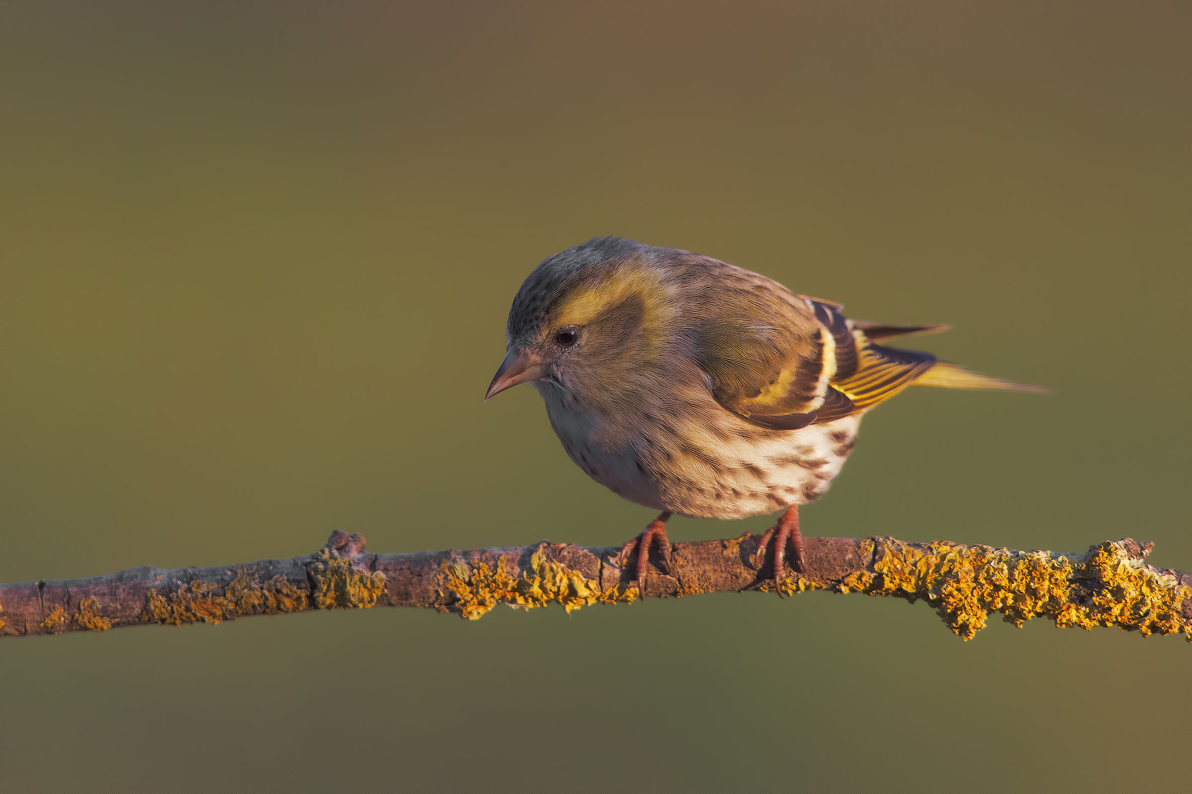 scatto ri repertorio8