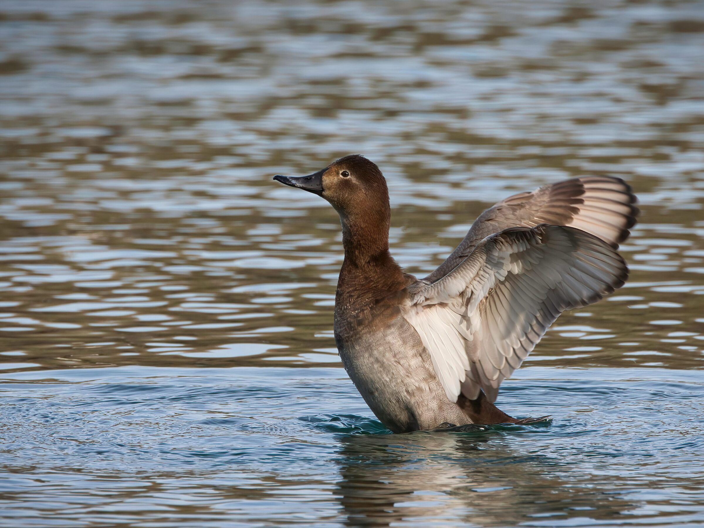 Pochards (f)