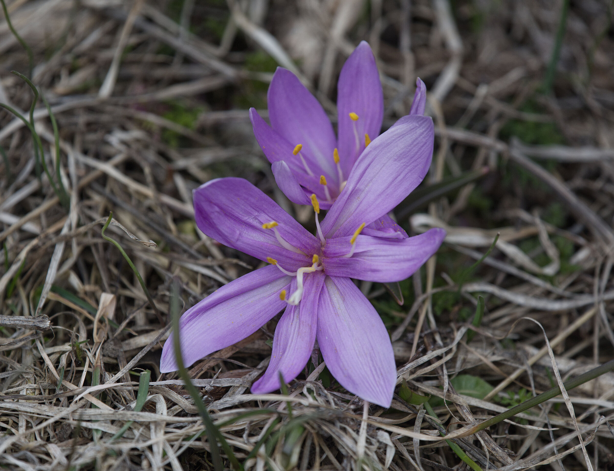 Valsavarenche-Parco Naz.Gran Paradiso April 2022