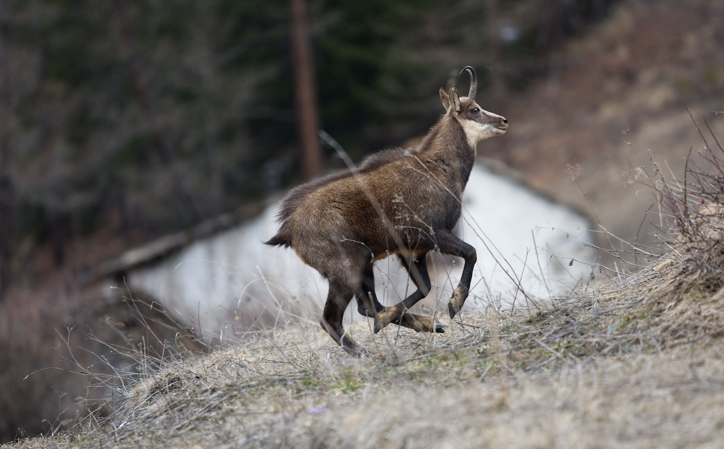 Valsavarenche-Parco Naz.Gran Paradiso April 2022