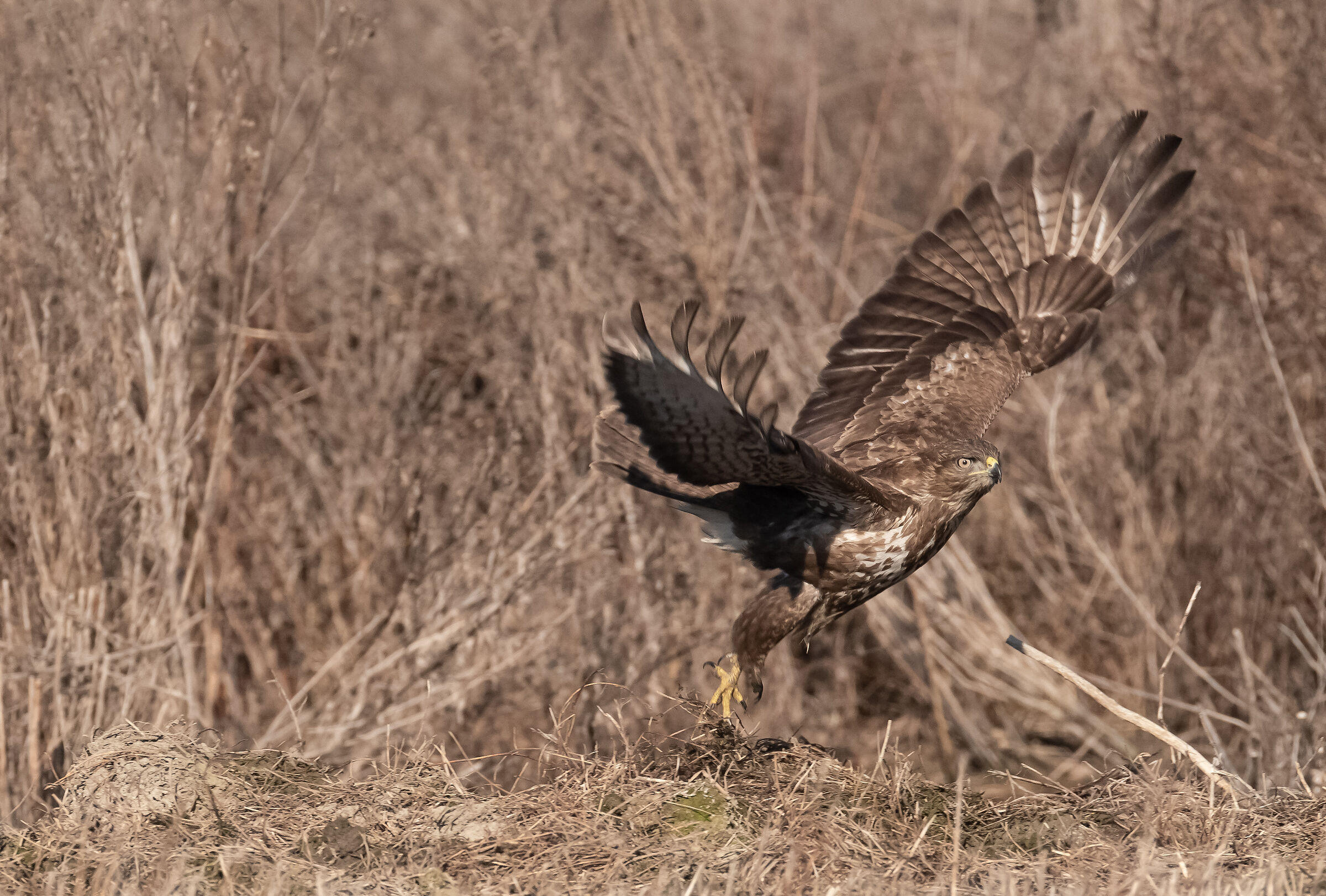 buzzard