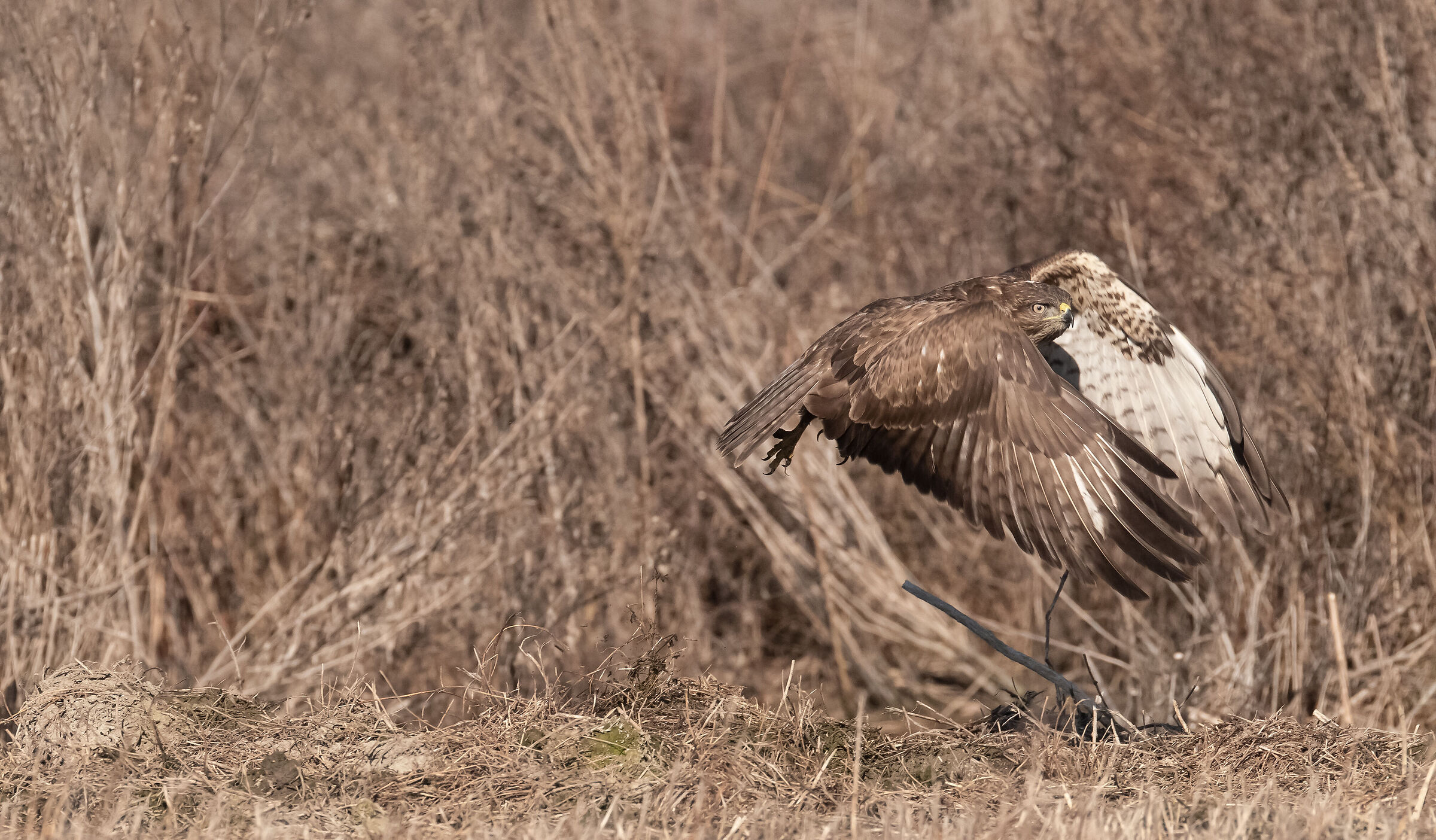 buzzard