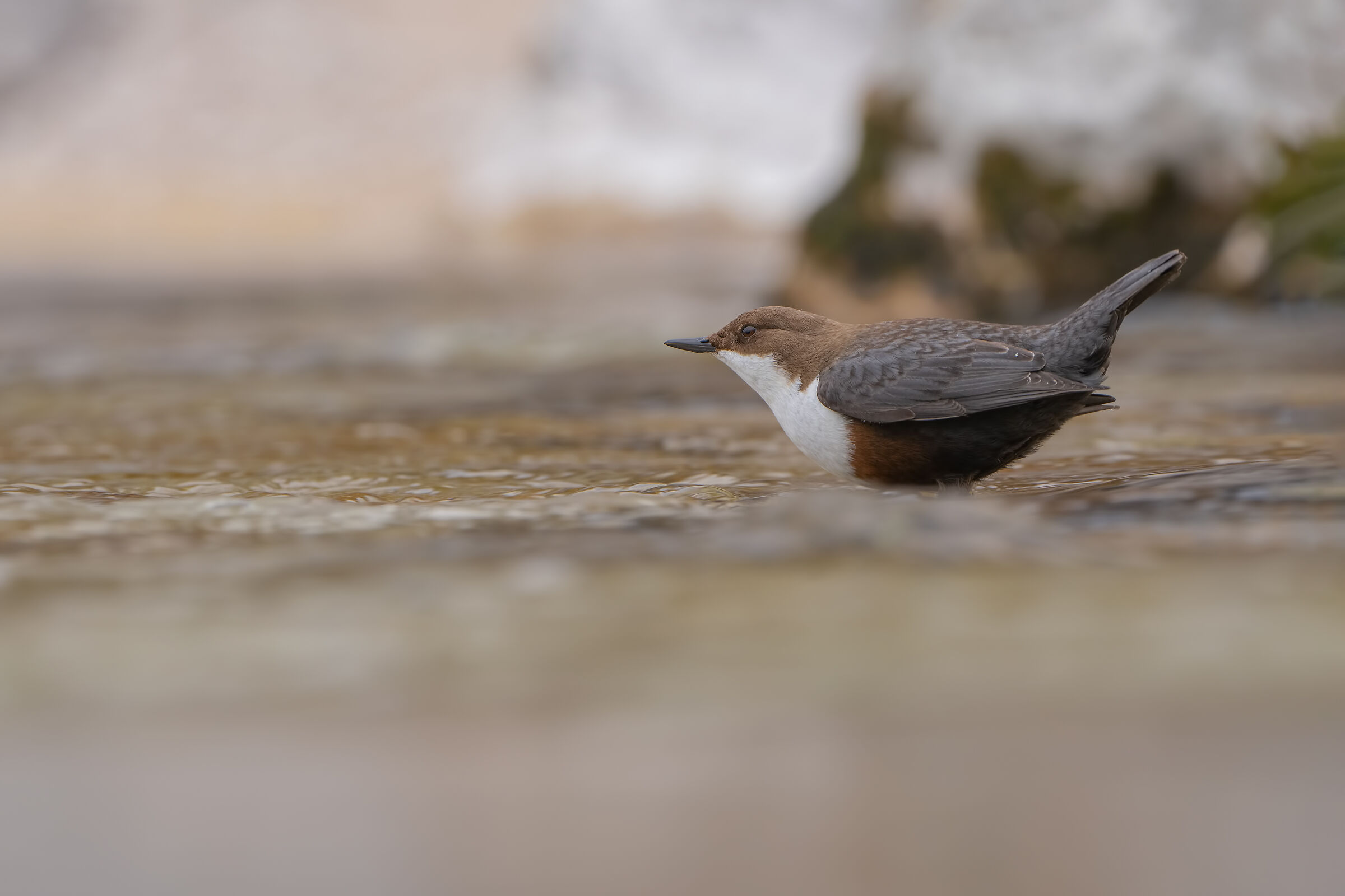 White-throated dipper