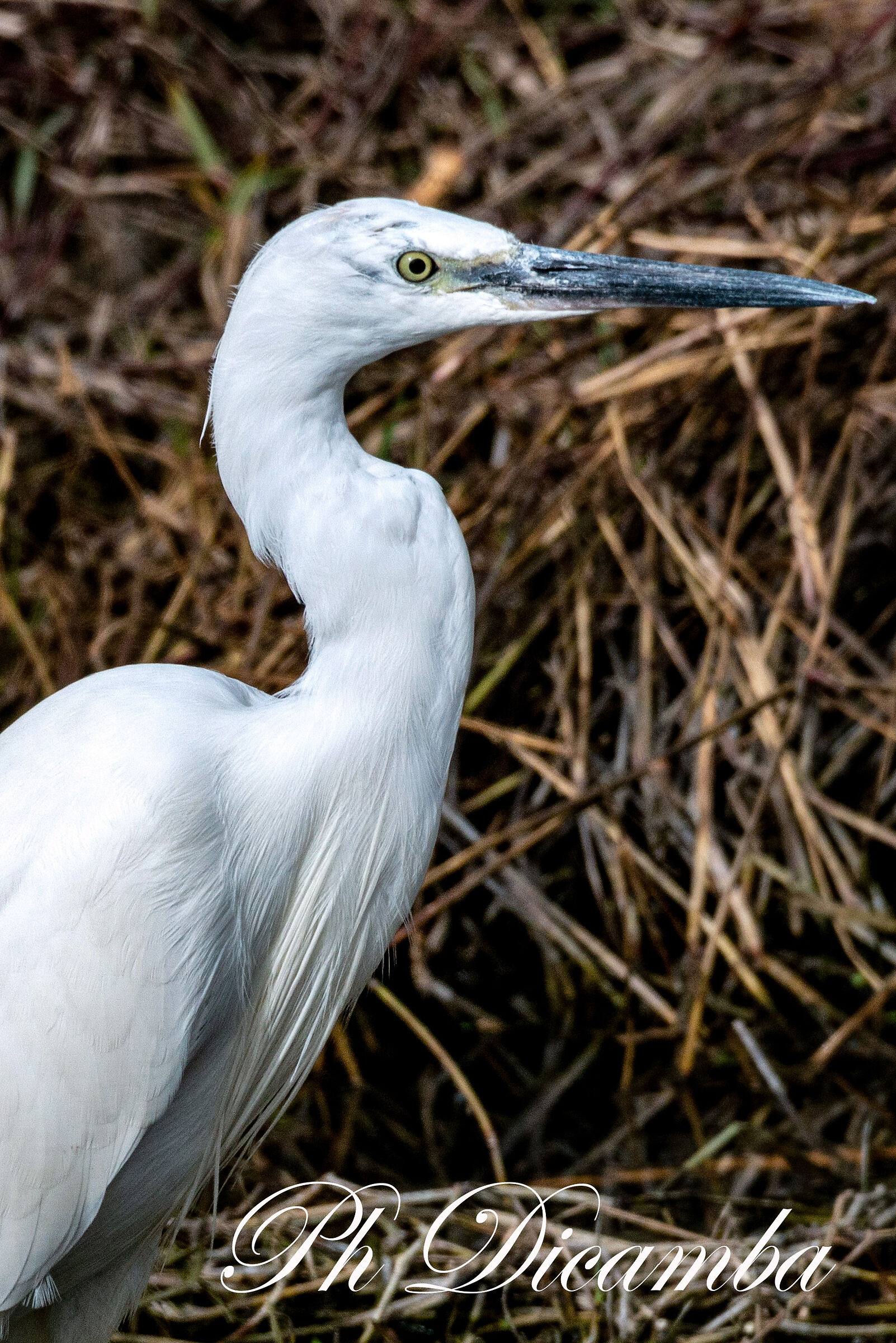 Egretta Garzetta