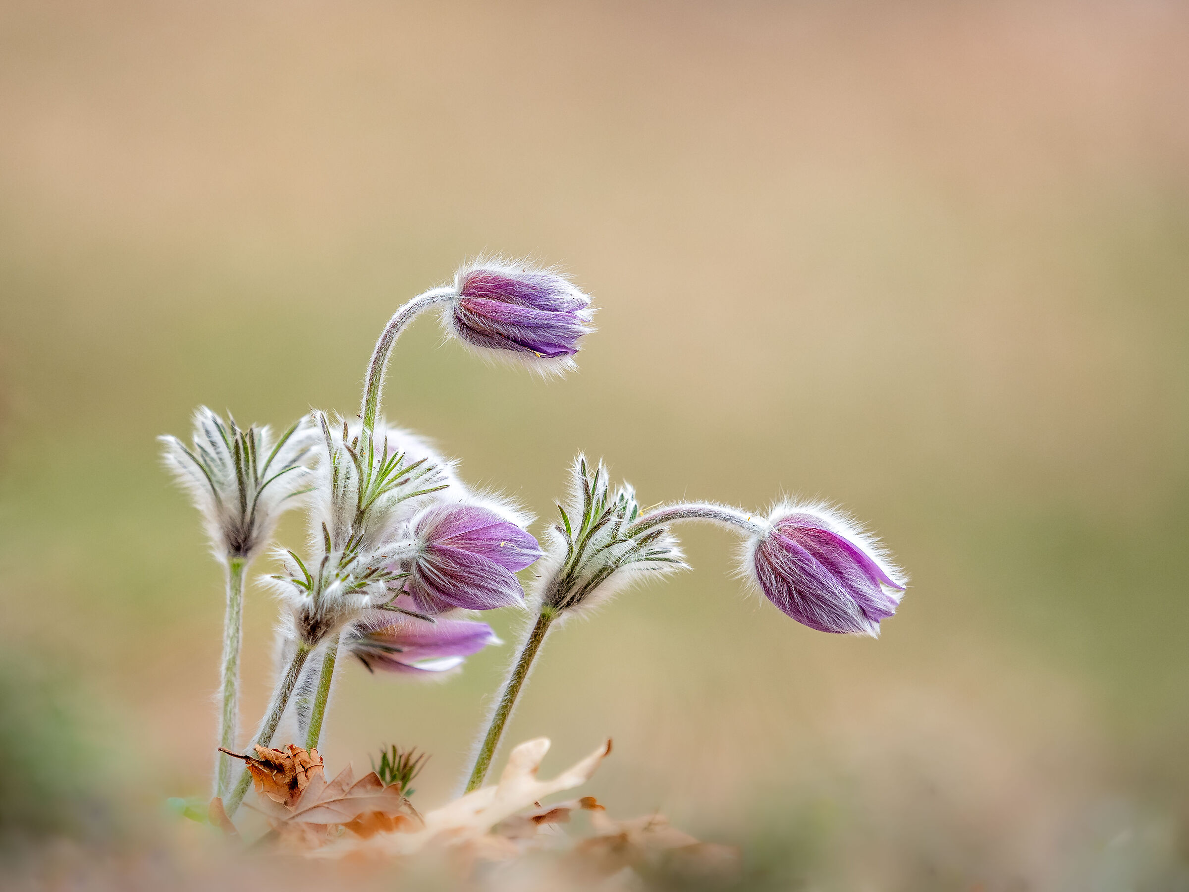 Pulsatilla