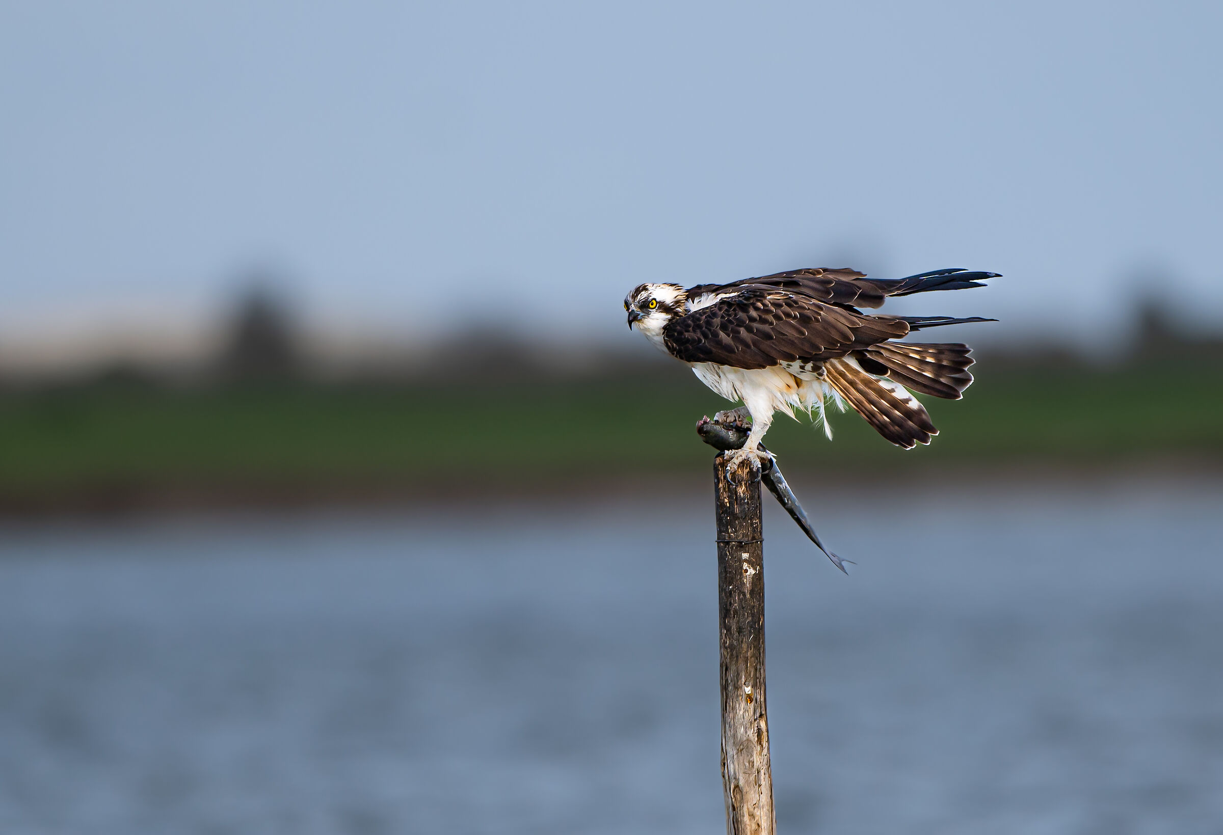 Osprey