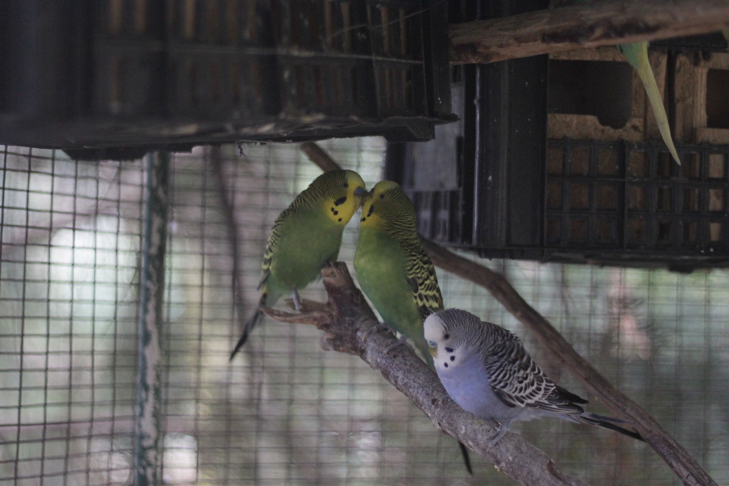I didn't know that the budgerigars kissed each other on the ...