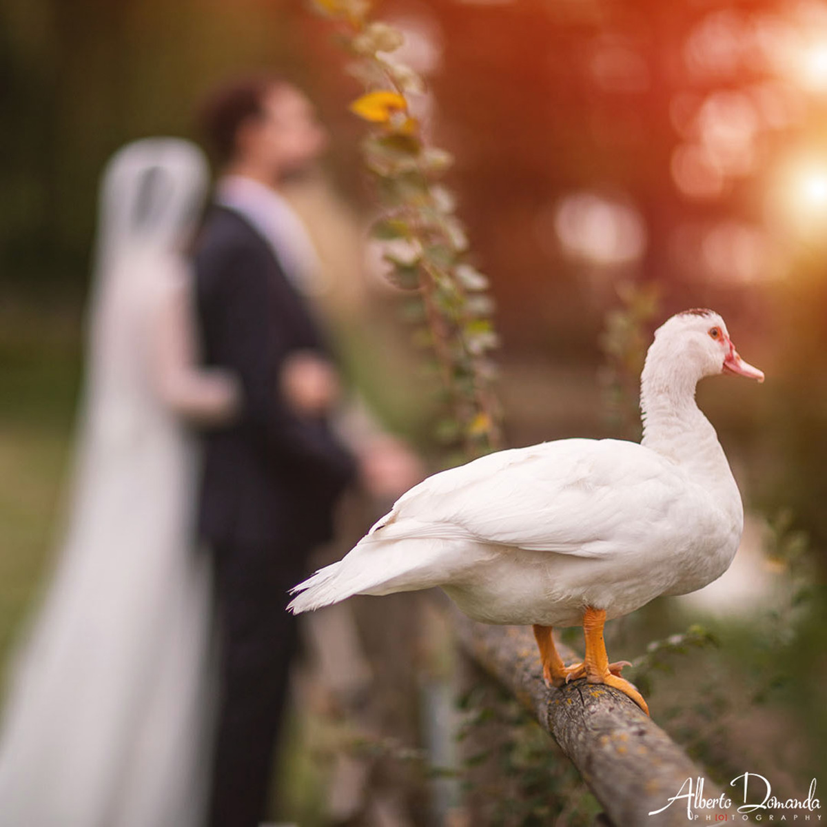 the jealous duck