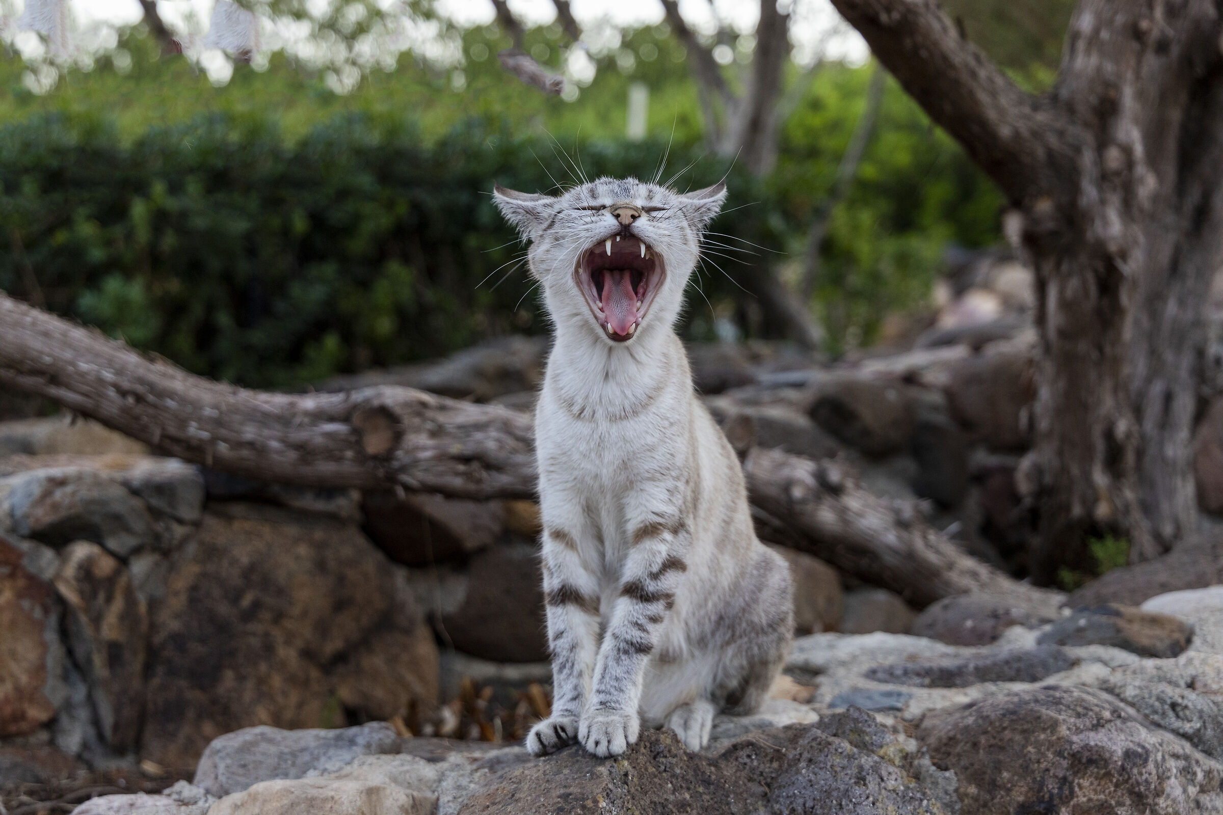 Stop! The scream of Nature...