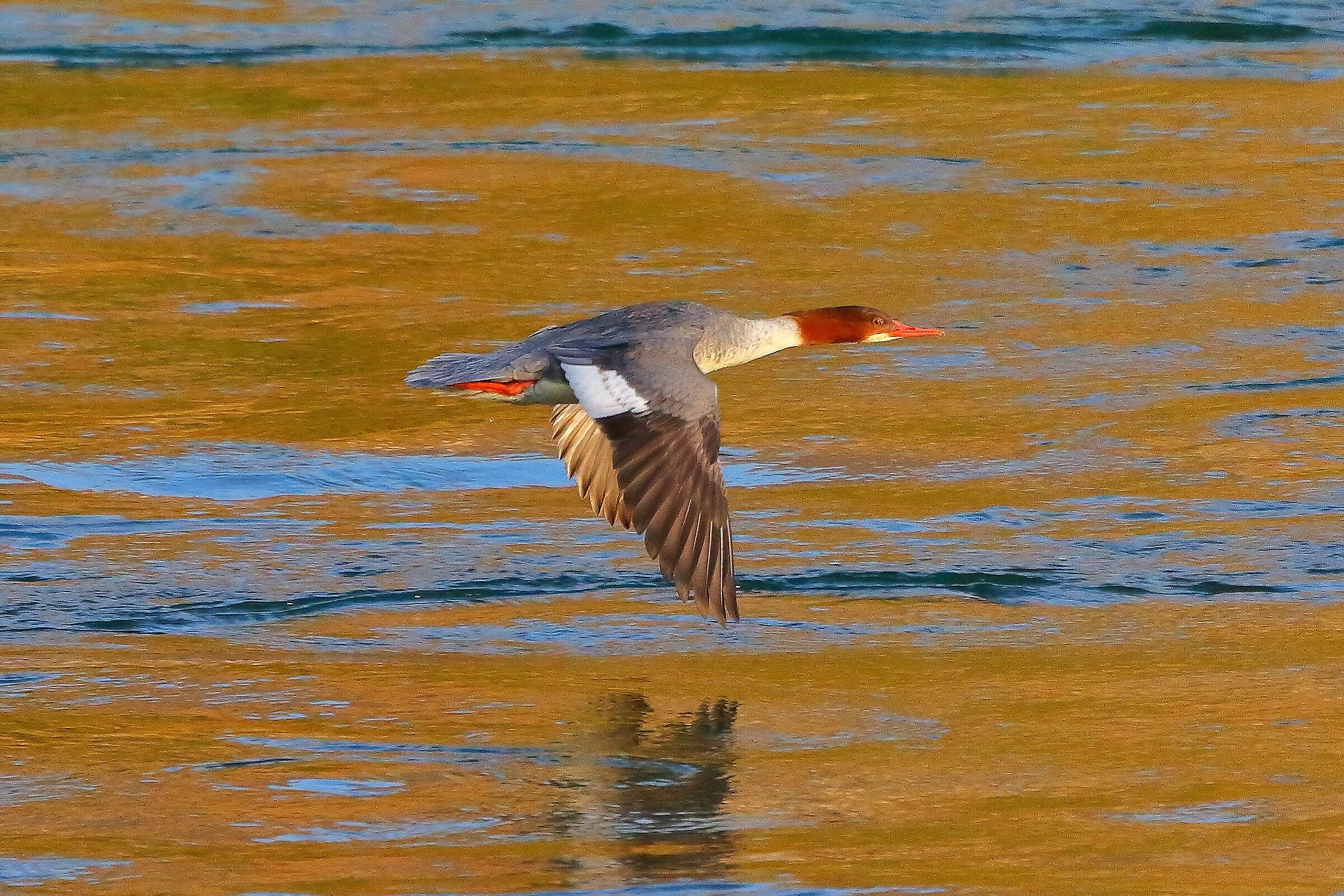 smergo F 11 dicembre 2022