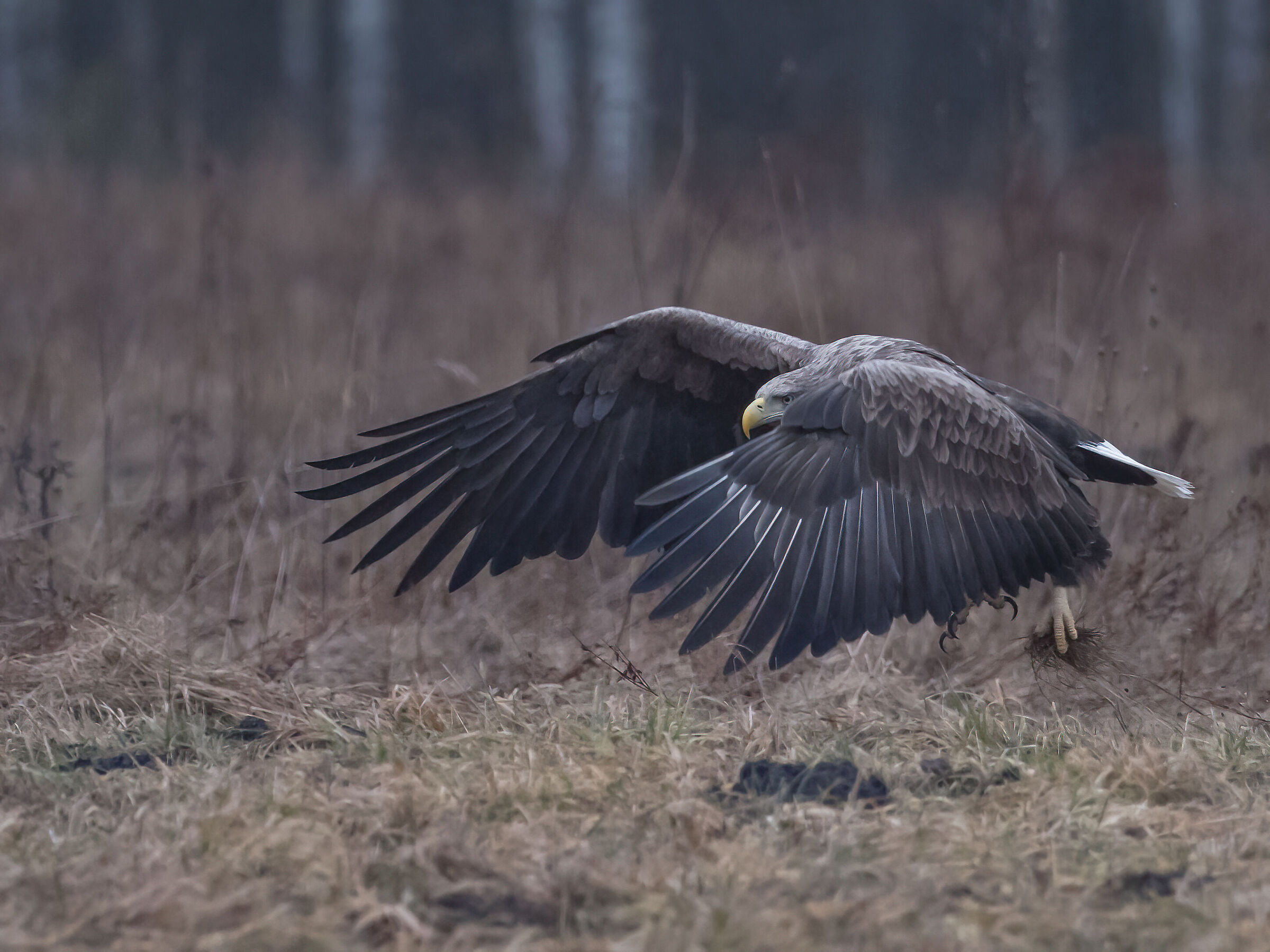 White-tailed sea eagle