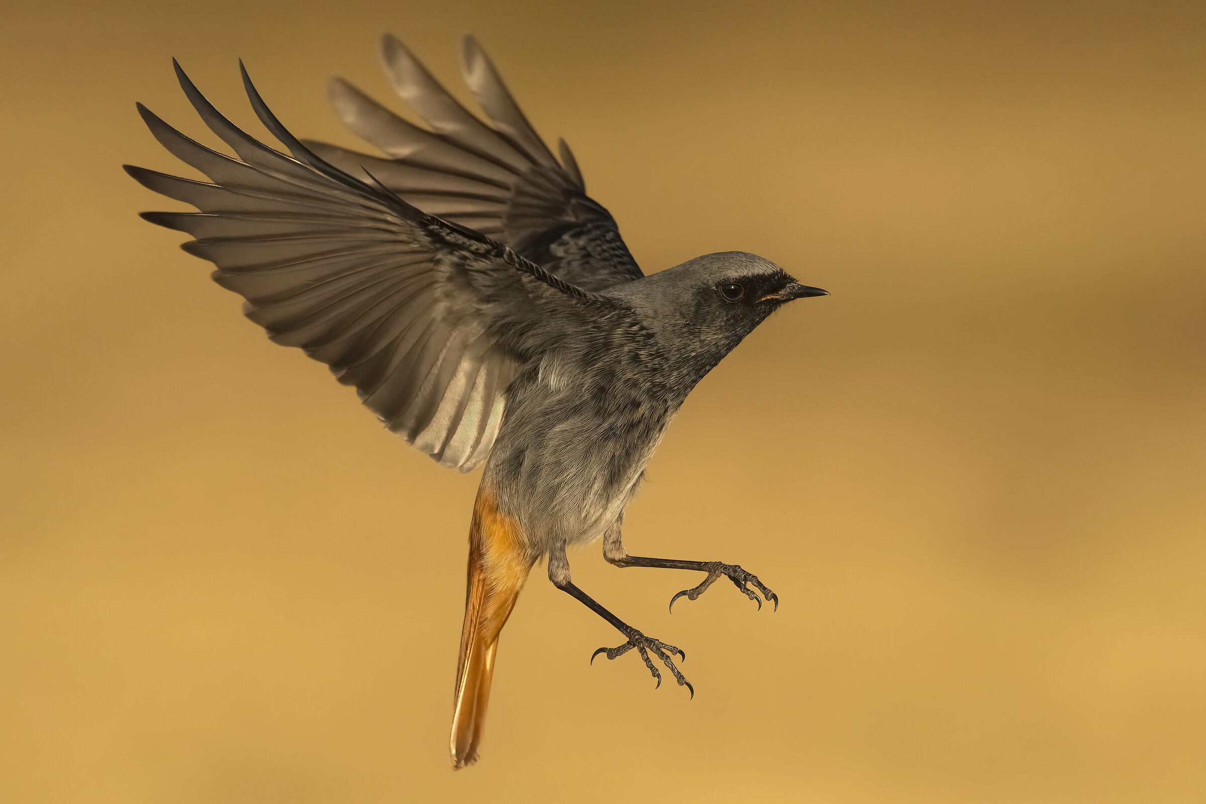 Black redstart